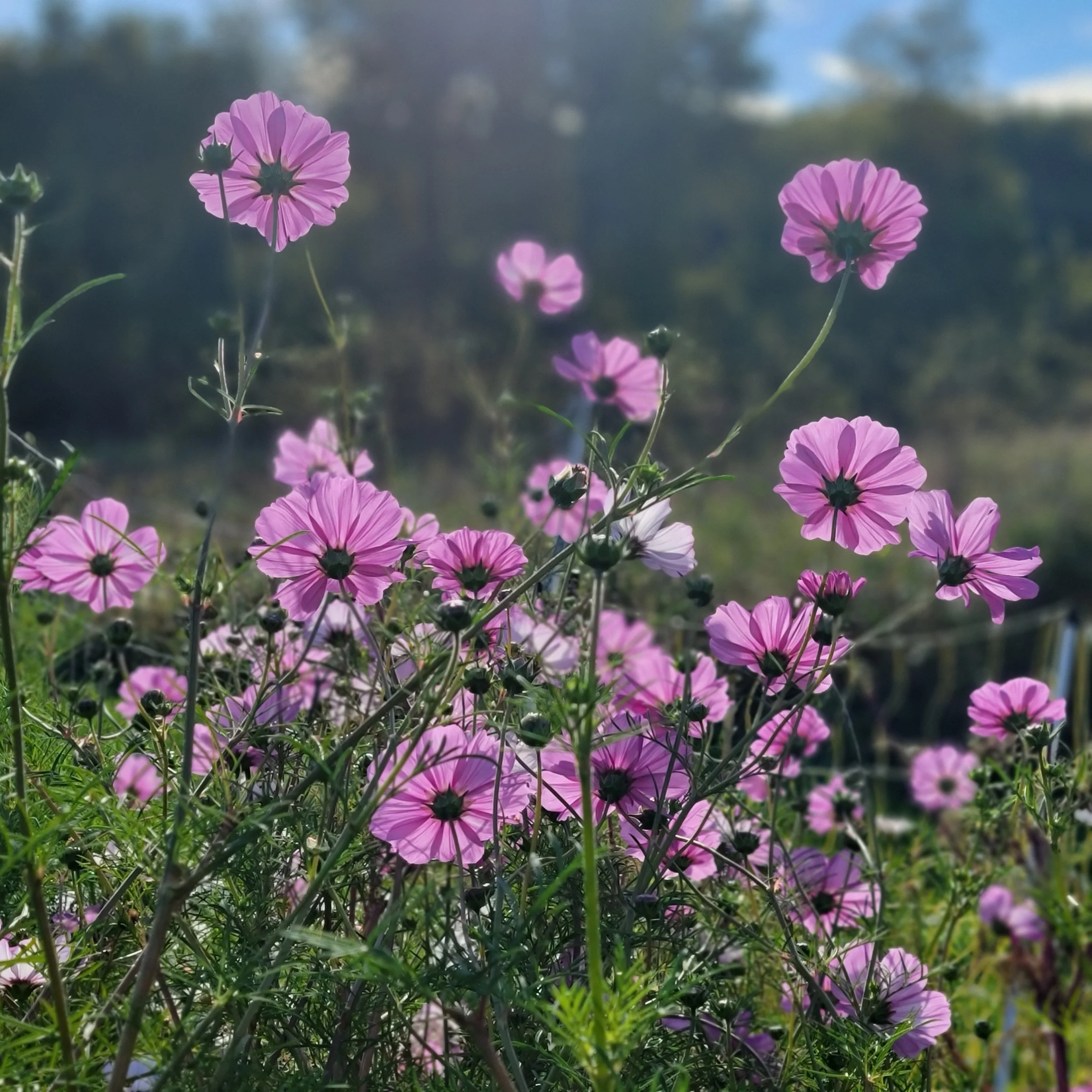 Cosmos.jpg