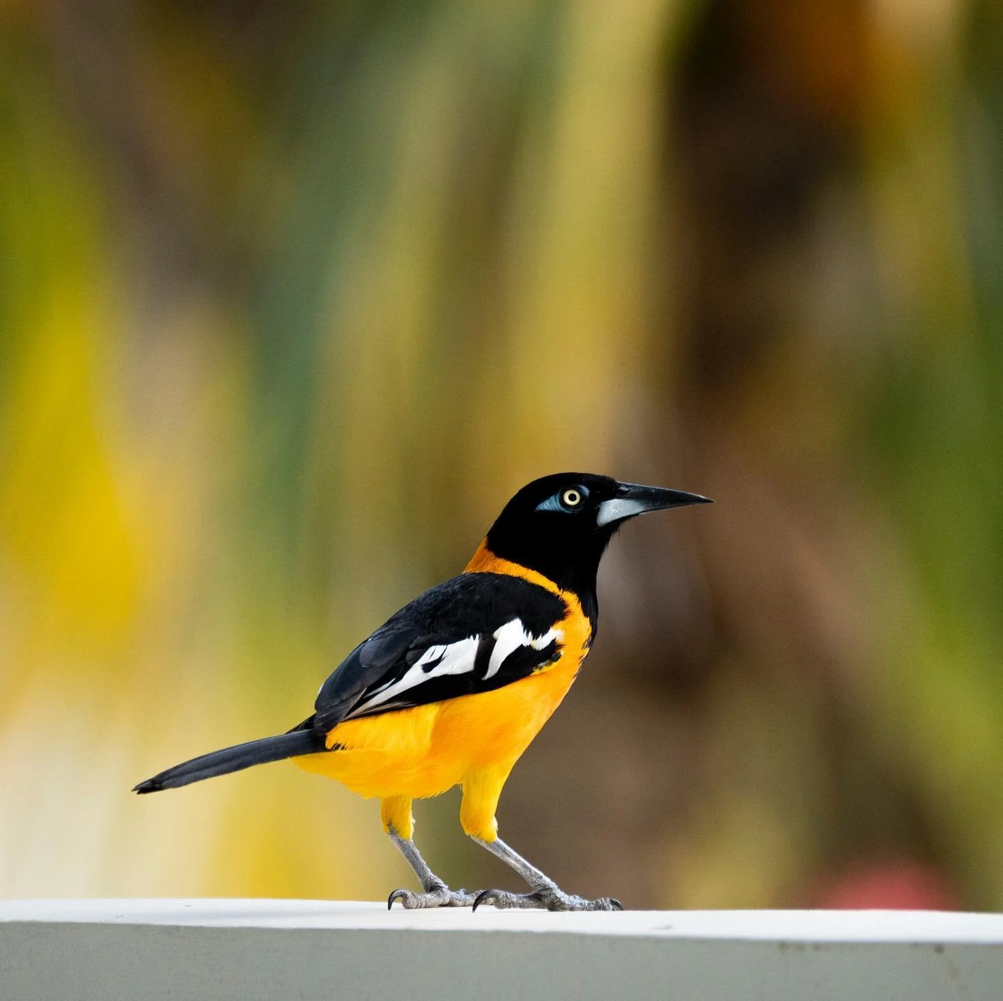 The Venezuelan troupial. These guys kept invading our pantry. This particular one was the ringleader. He&rsquo;d scout the area to check that the coast was clear, and when he decided it was safe he&rsquo;d tweet to his friend and together they&rsquo;