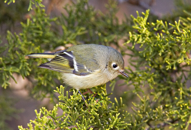 Ruby-crowned Kinglet