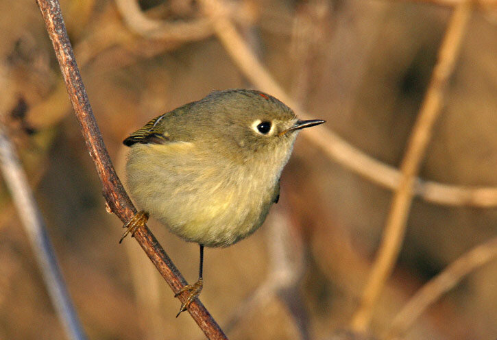 Ruby-crowned Kinglet
