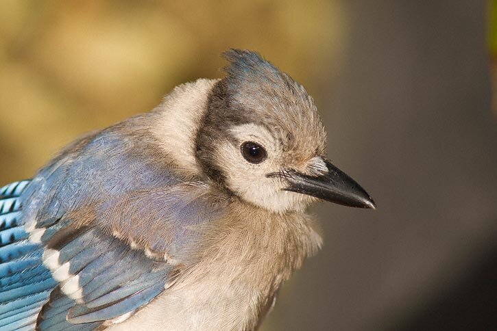 Blue Jay