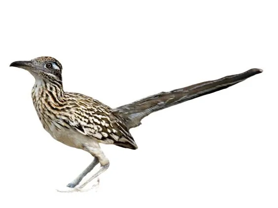 Greater Roadrunner