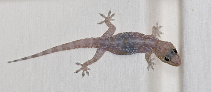 Mediteranean Gecko