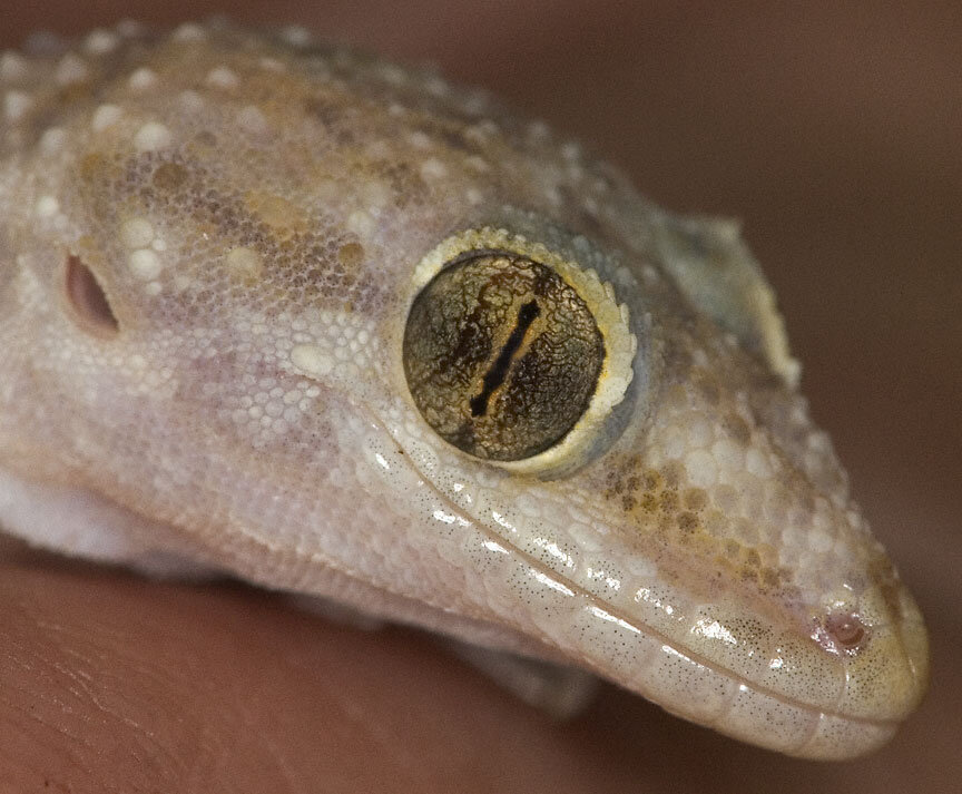 Mediteranean Gecko