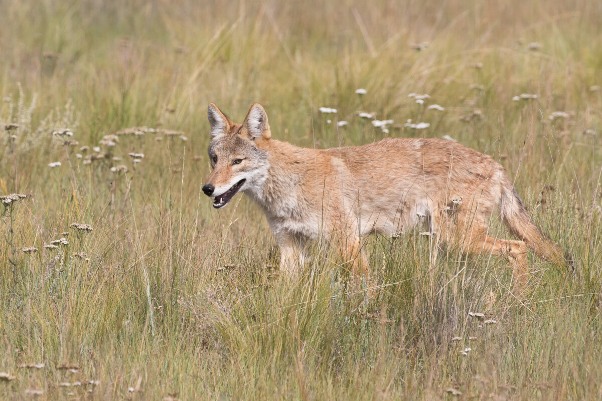 [Image: Coyote+0009.jpg?format=1500w]