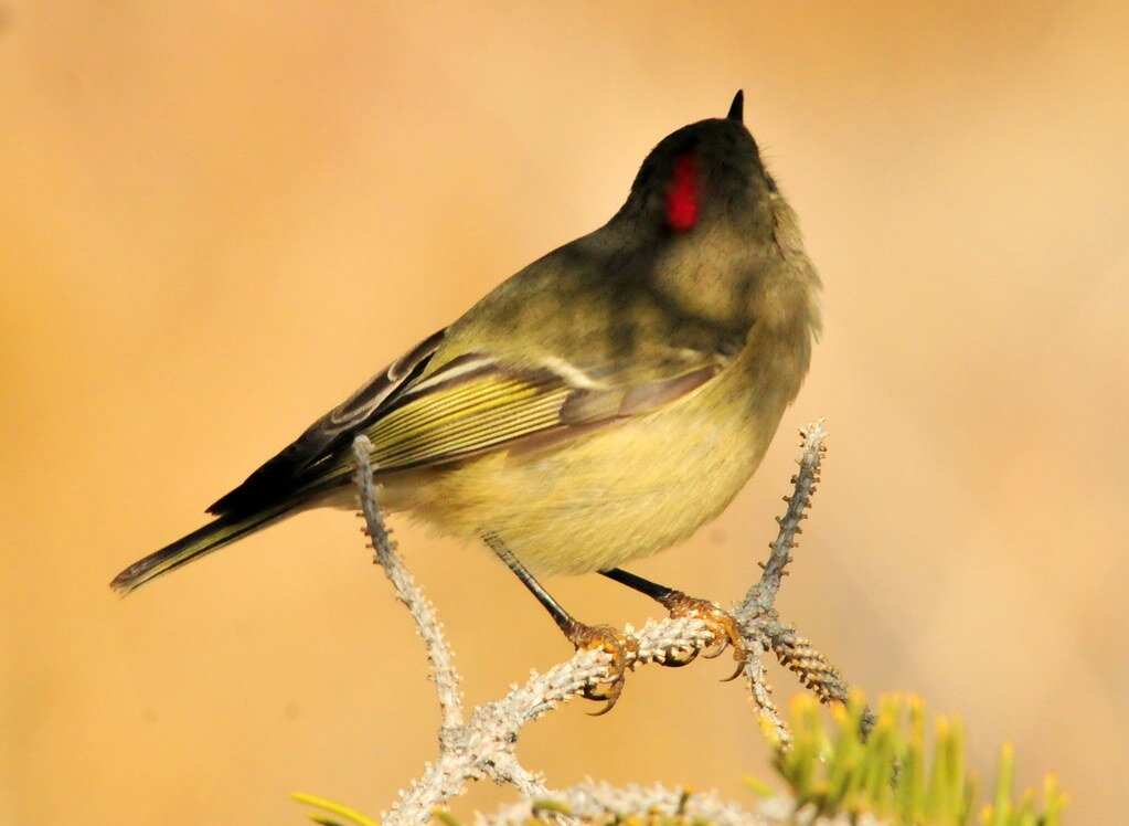 Ruby-crowned Kinglet