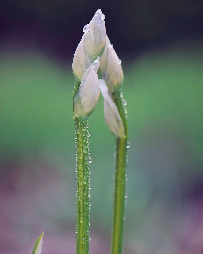 Iris are my absolute favorite.☔🌧🌷⁠
⁠
#macrophotography #macromood #macro⁠
#naturephotography #naturelovers #nature⁠
#flowers #flowersofinstagram #flowerstagram #flowersofinstagram #flowersandmacro
