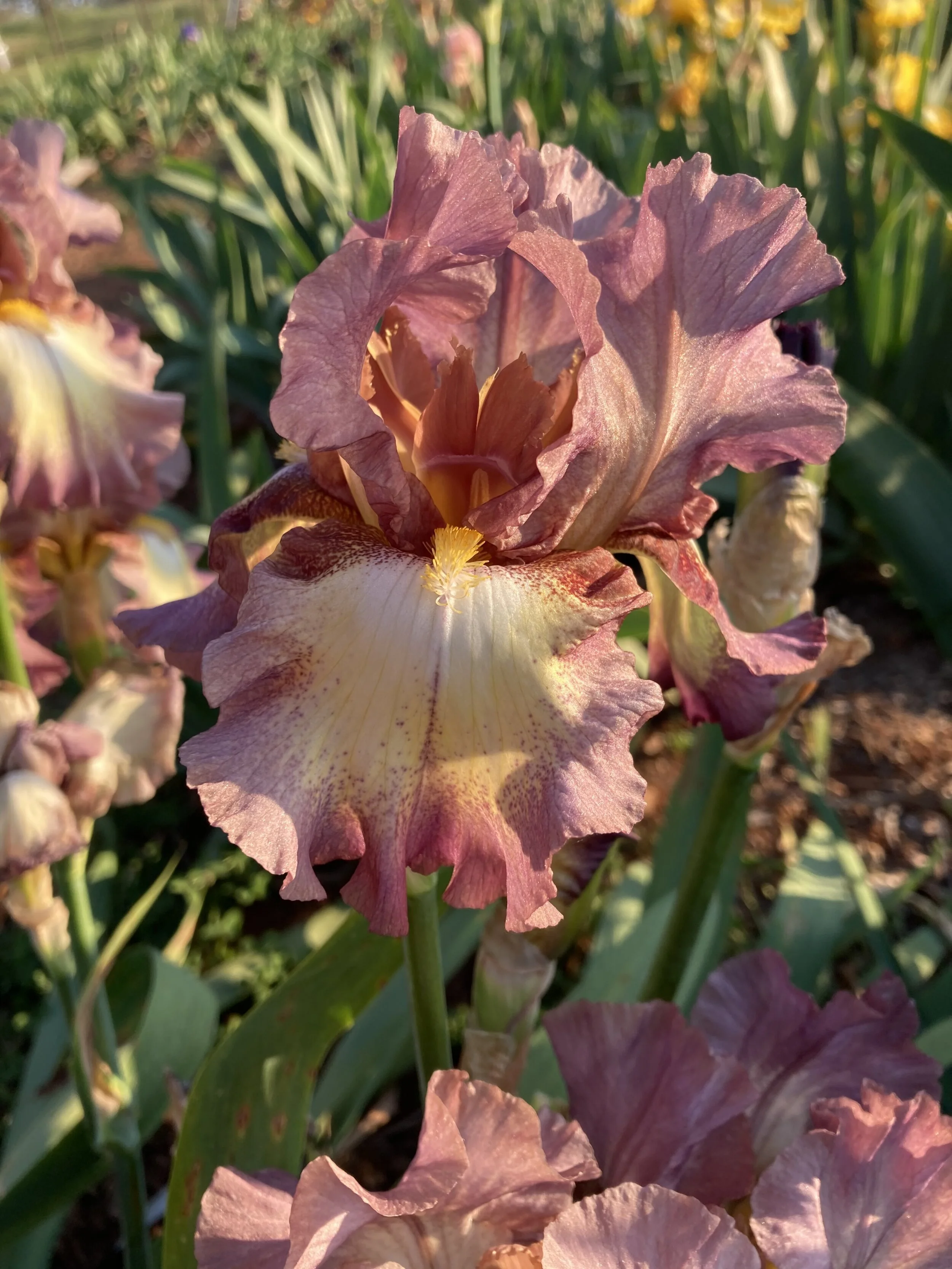 Plum Gleam.jpg