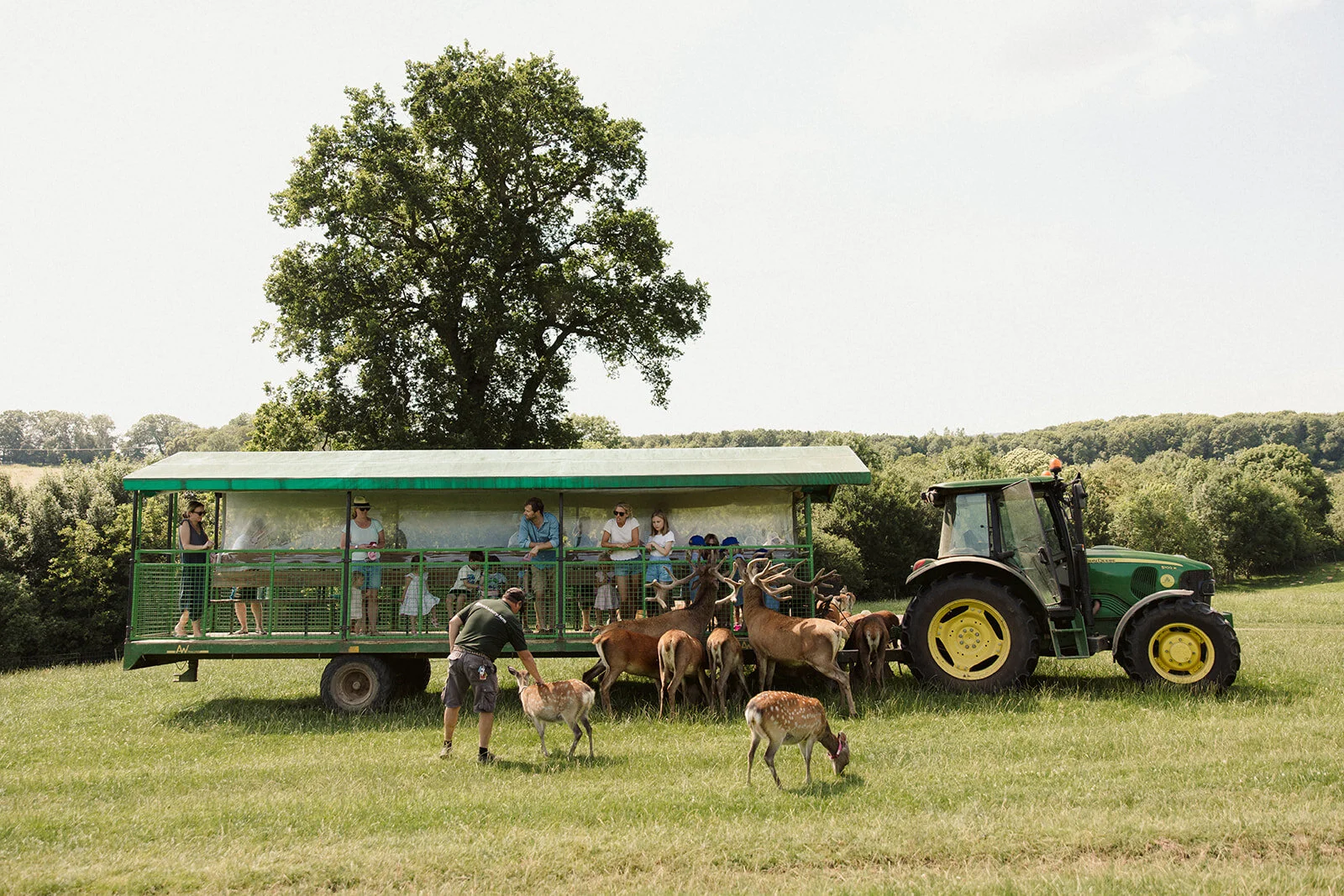 Deer Bucklebury Farm Park deer-bucklebury-farm-park