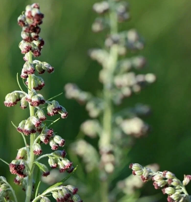 artemisia vulgaris sowa rigpa  medicina tibetana