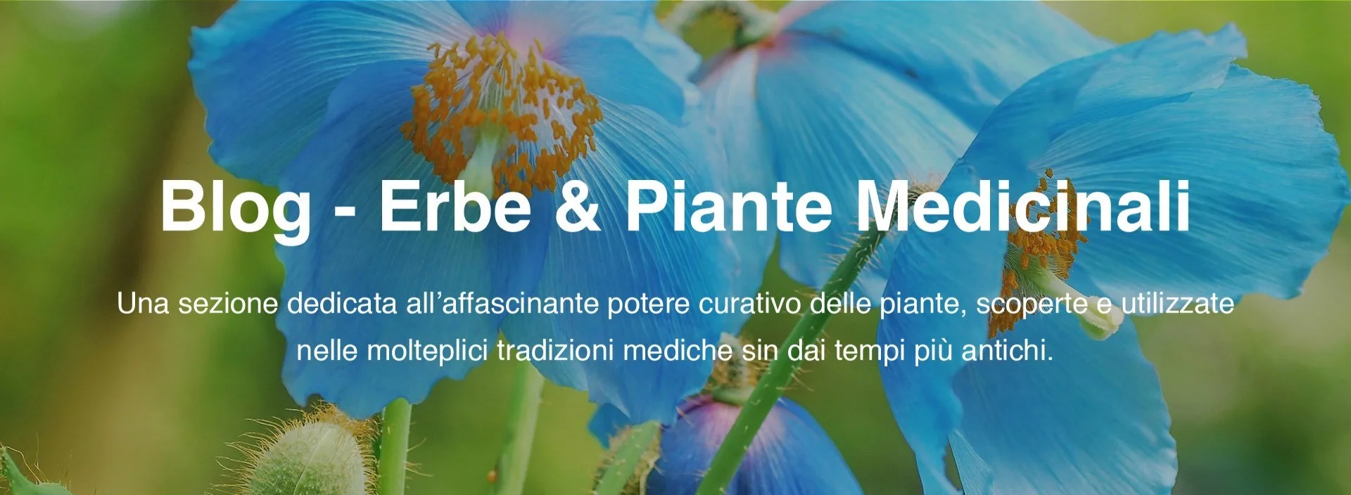 blog erbe e piante medicinali sowa rigpa ayurveda