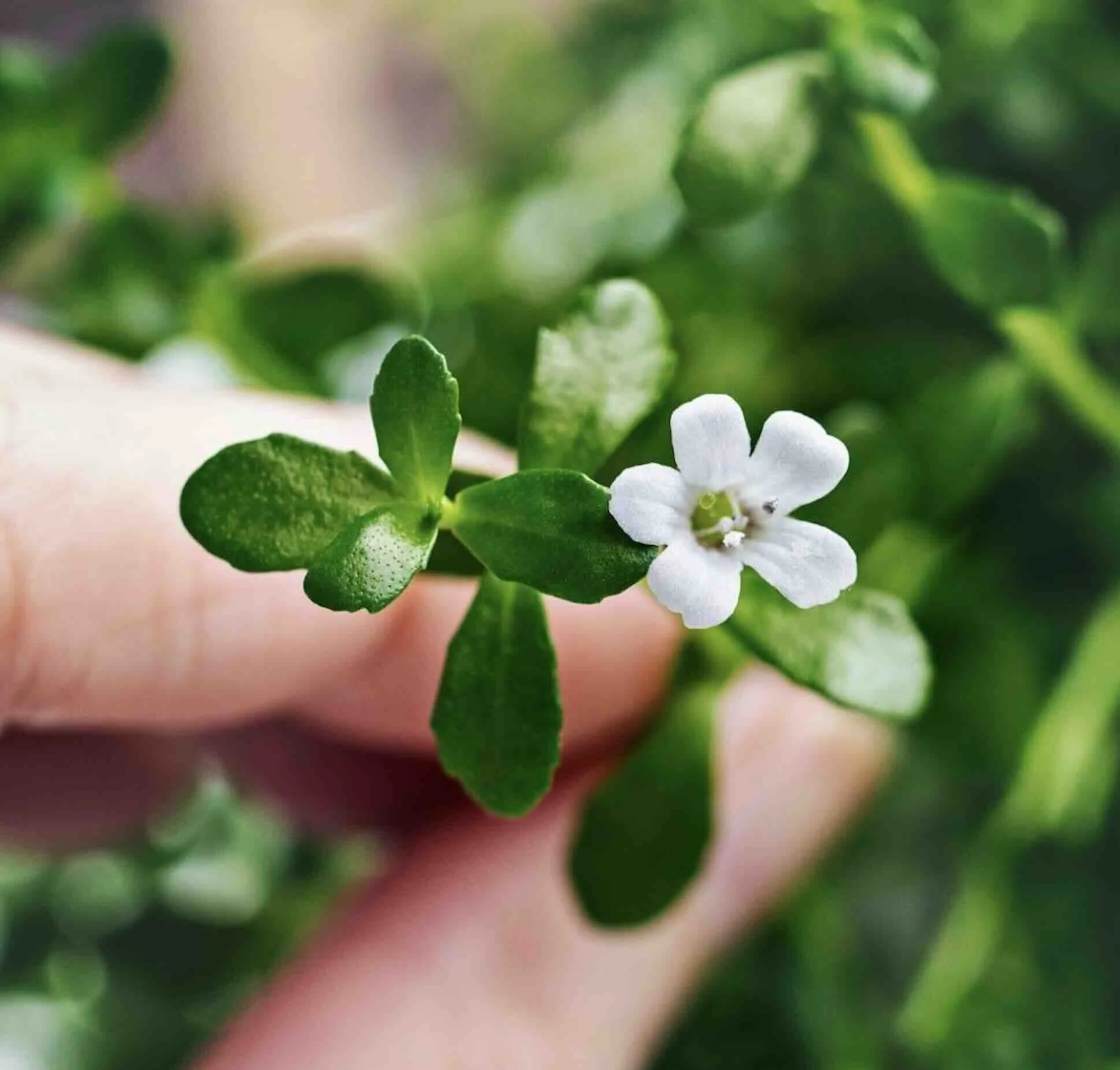 Brahmi-Bacopa-Monnieri-Ayurveda-memoria-attenzione-disturbo