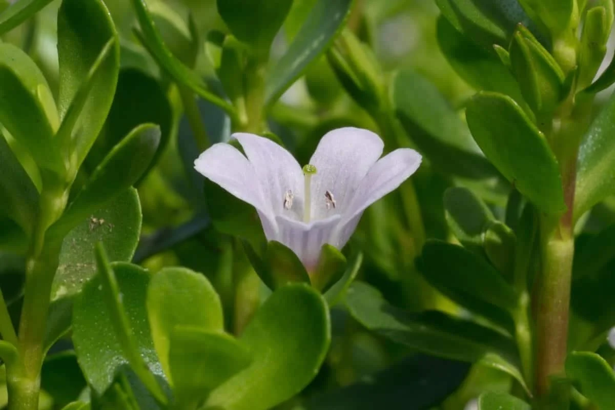 Brahmi-Bacopa-Monnieri-Ayurveda-memoria-attenzione