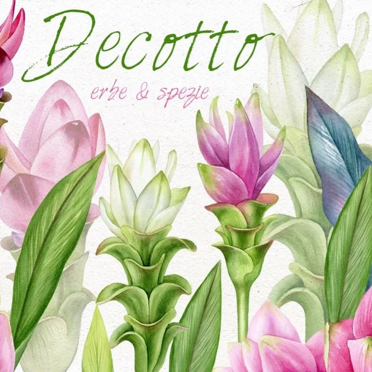 erbe spezie decotto curcuma coriandolo ayurveda