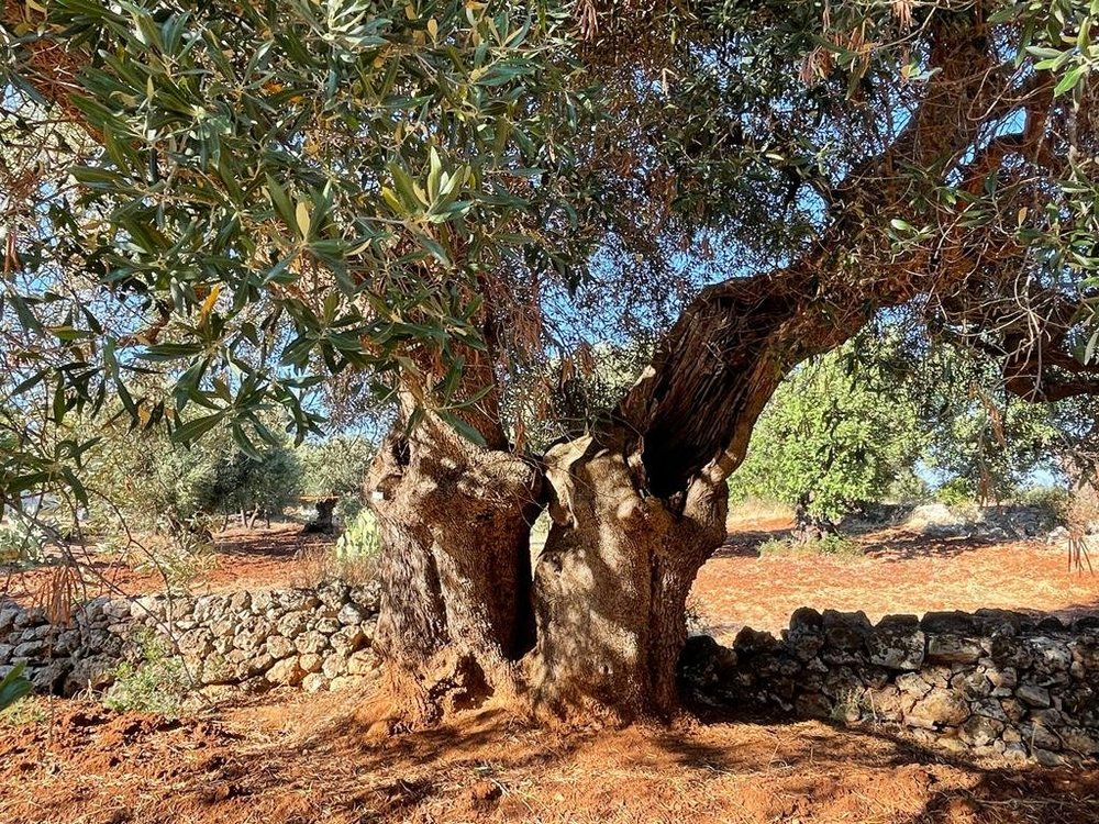 WhatsApp Image 2022-07-22 at 14.34.44.jpeg