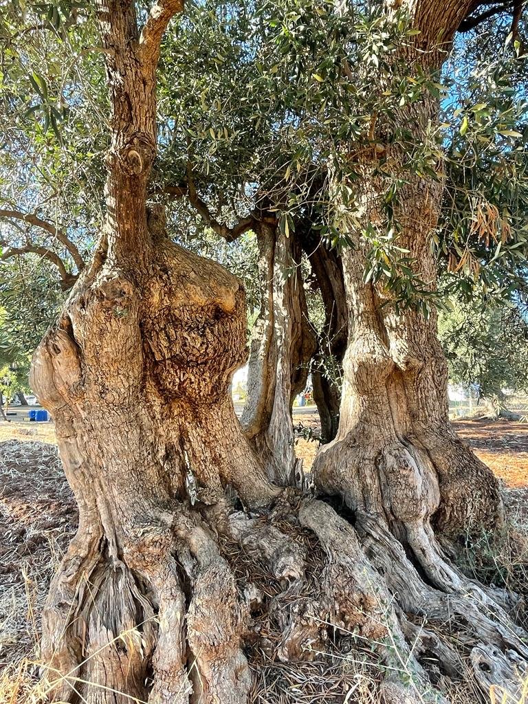 WhatsApp Image 2022-07-22 at 14.35.45.jpeg