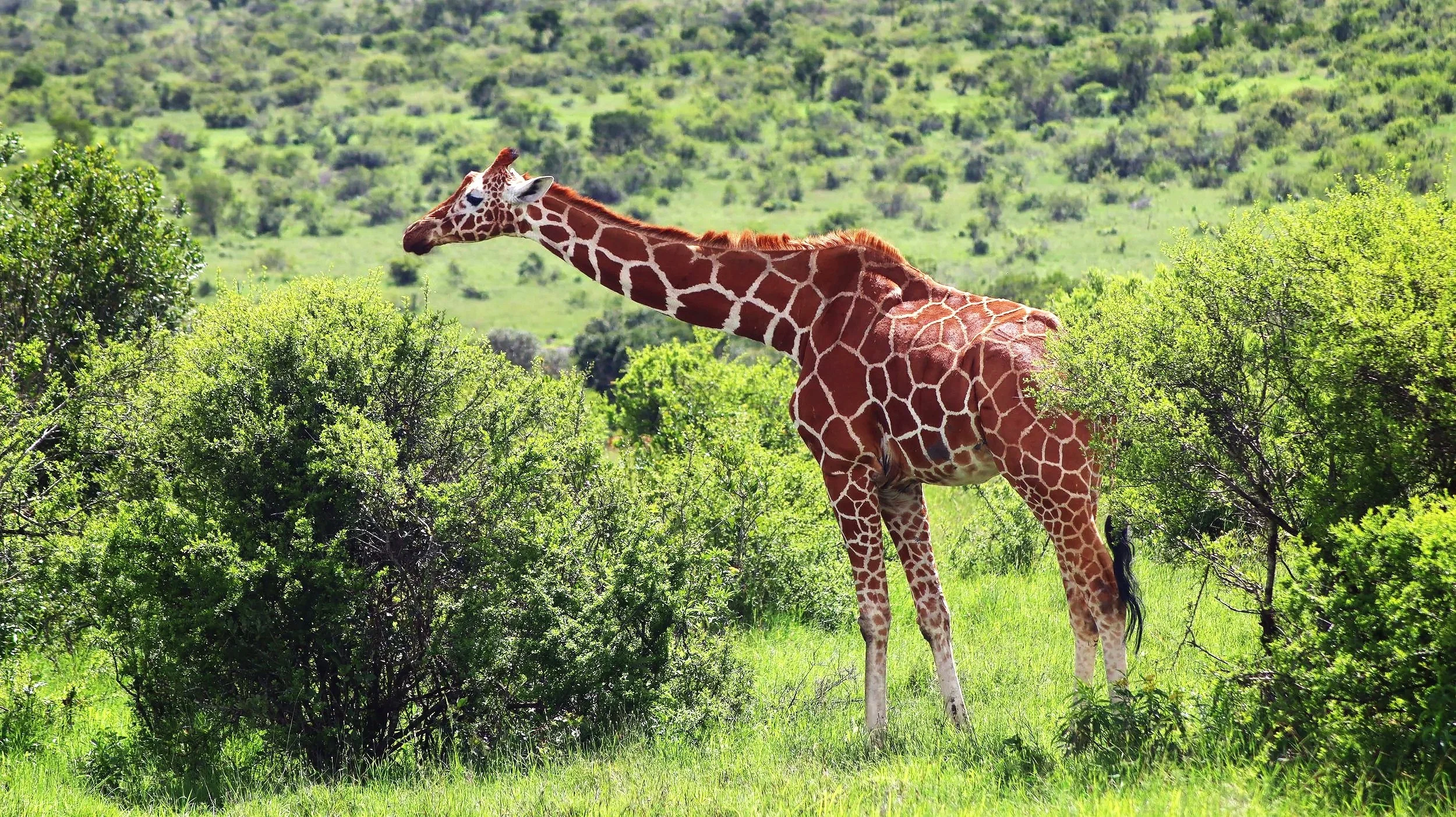 Giraffes roam freely across the 90,000-acre Ol Pejeta conservancy, often spotted against the backdrop of Mount Kenya and within the acacia plains near Nanyuki. These iconic animals thrive in this open habitat, offering scenic views for visitors. 