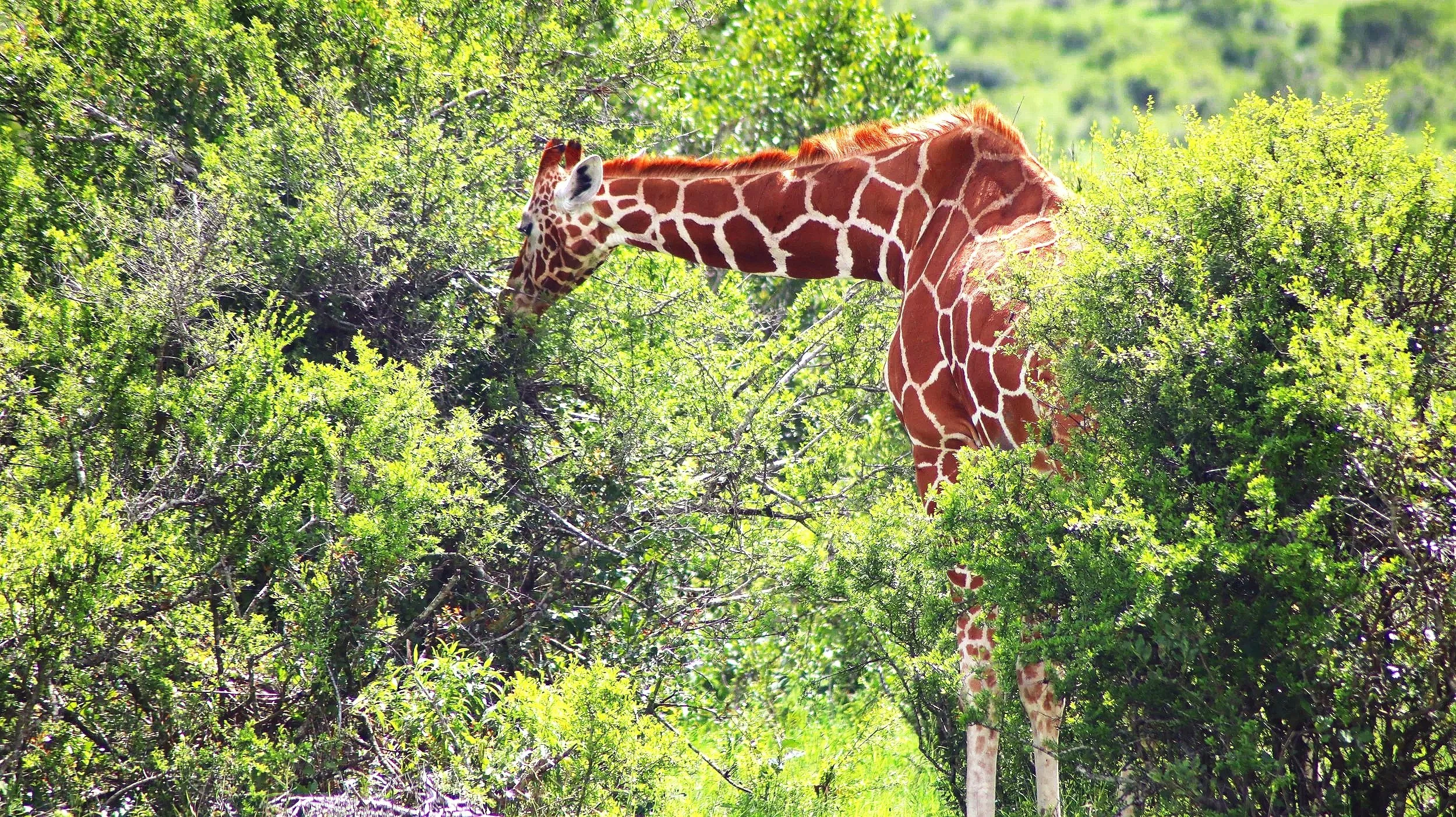 Giraffes roam freely across the 90,000-acre Ol Pejeta conservancy, often spotted against the backdrop of Mount Kenya and within the acacia plains near Nanyuki. These iconic animals thrive in this open habitat, offering scenic views for visitors. 