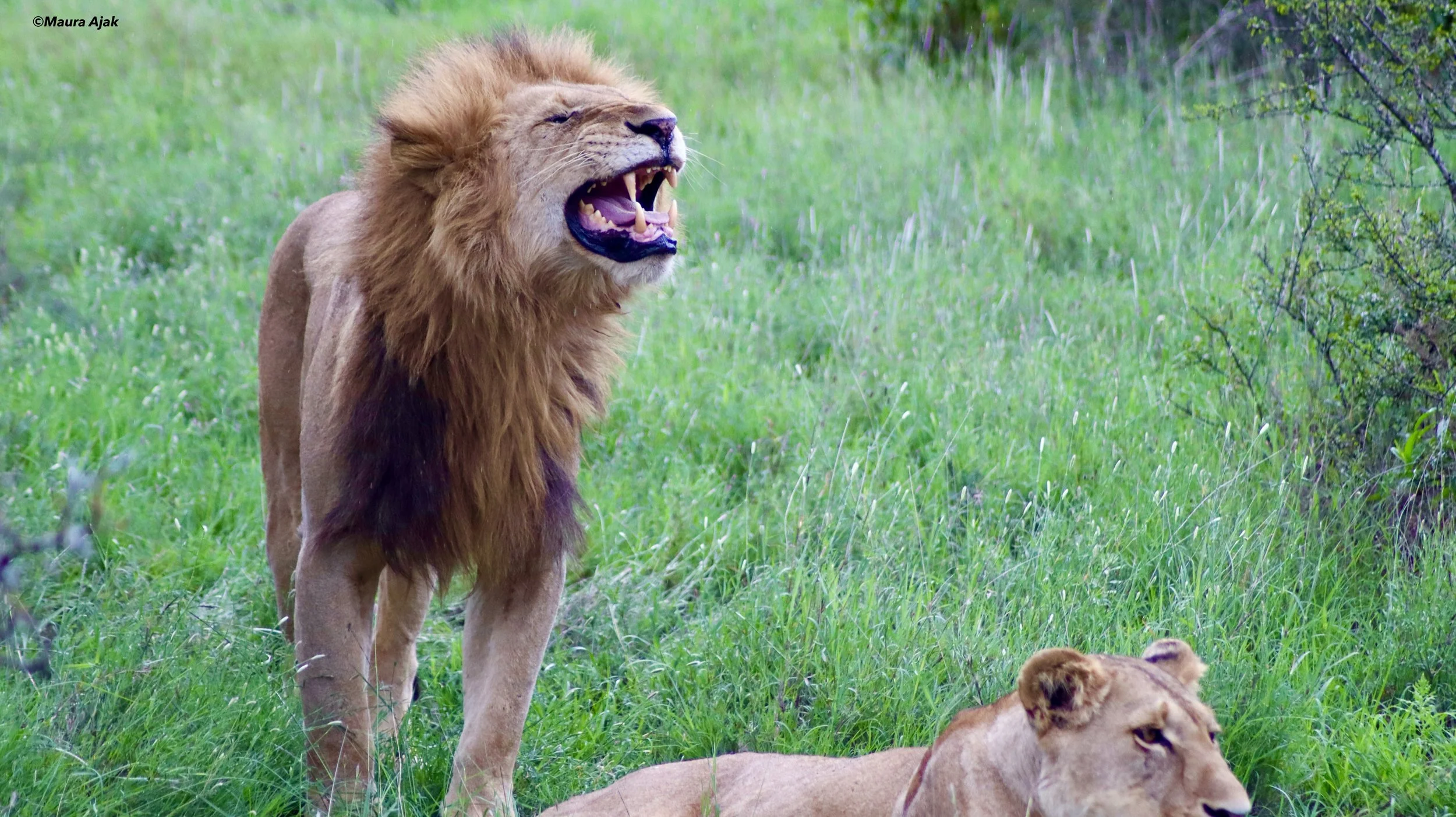 Lions split into smaller groups around three to four years of age for several reasons. For instance, mature males are often forced out by dominant older males to prevent inbreeding within the pride.