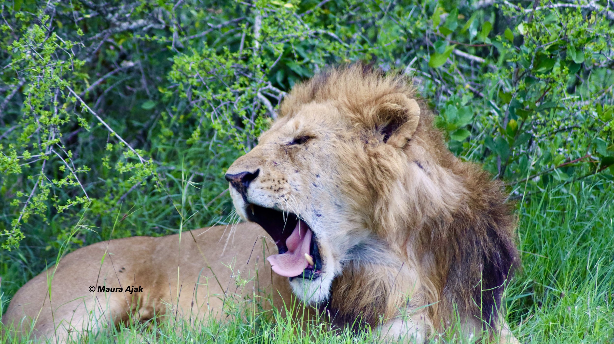 Home to five magnificent lion prides—Bima, Sela, Utalii, Ajali, and Wanjiku—and over 80 lions in total, Ol Pejeta boasts one of the highest predator densities in Africa. Experience unforgettable wildlife encounters in the heart of their natural habit
