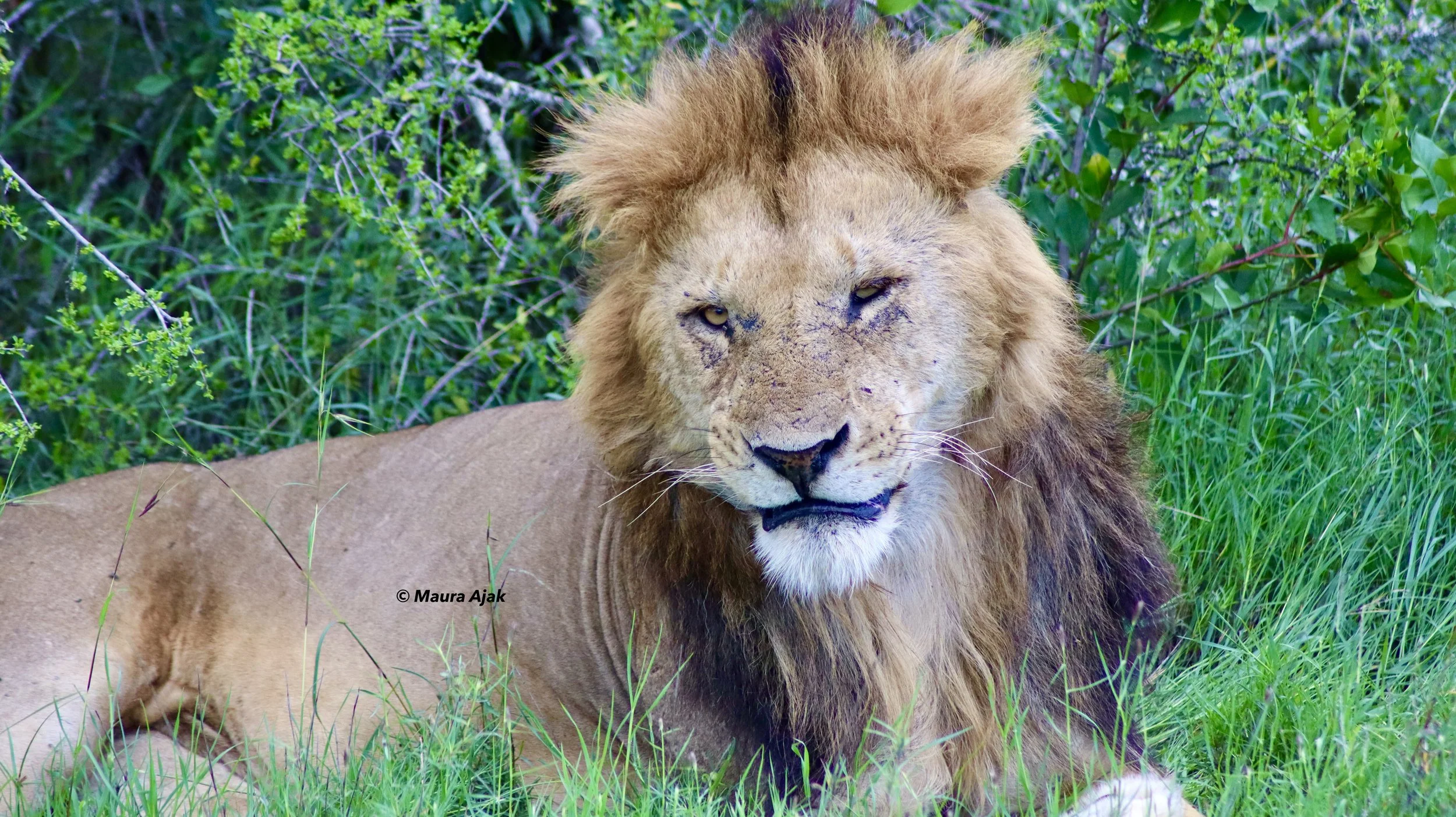 Home to five magnificent lion prides—Bima, Sela, Utalii, Ajali, and Wanjiku—and over 80 lions in total, Ol Pejeta boasts one of the highest predator densities in Africa. Experience unforgettable wildlife encounters in the heart of their natural habit