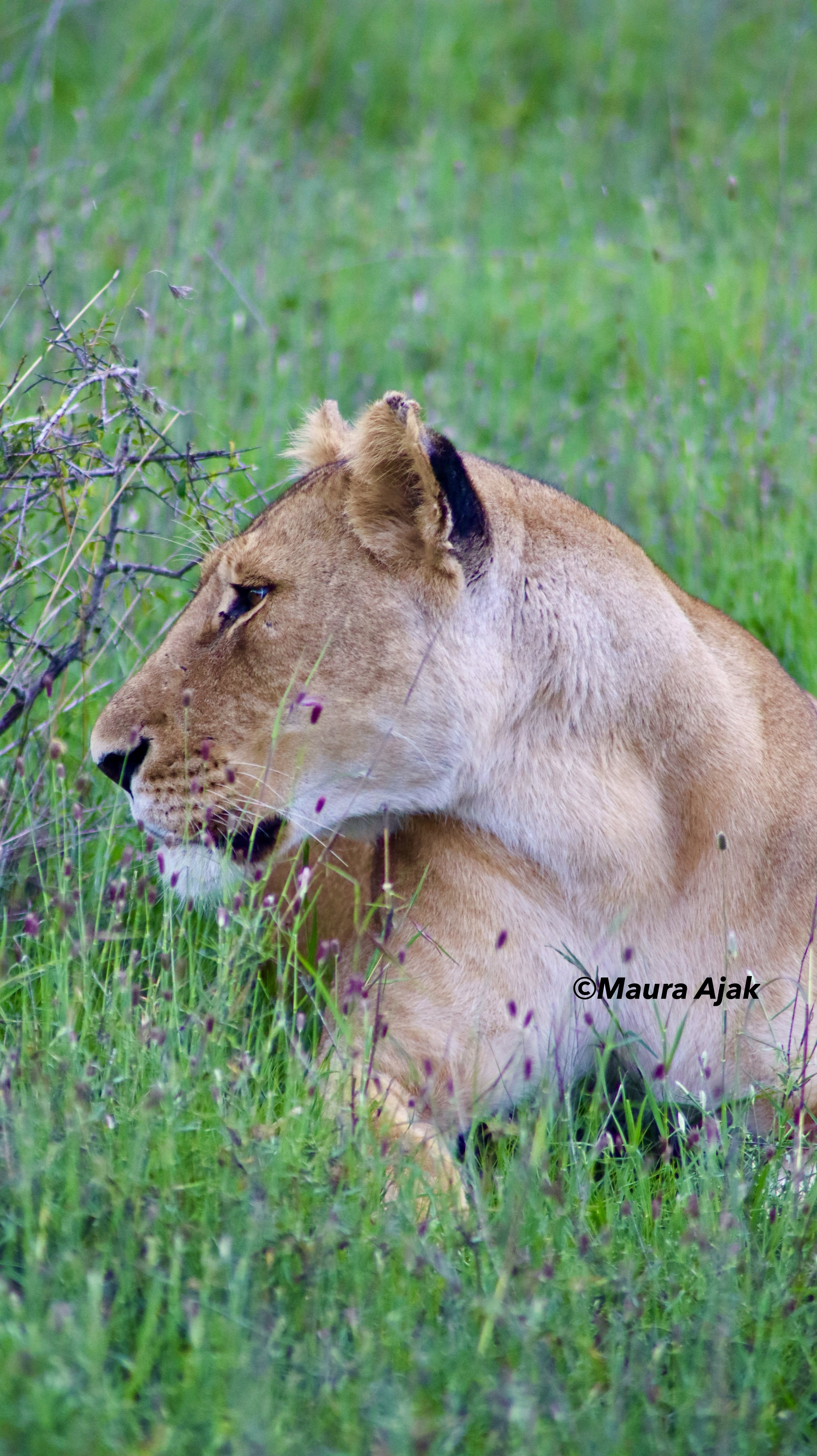 Home to five magnificent lion prides—Bima, Sela, Utalii, Ajali, and Wanjiku—and over 80 lions in total, Ol Pejeta boasts one of the highest predator densities in Africa. Experience unforgettable wildlife encounters in the heart of their natural habit