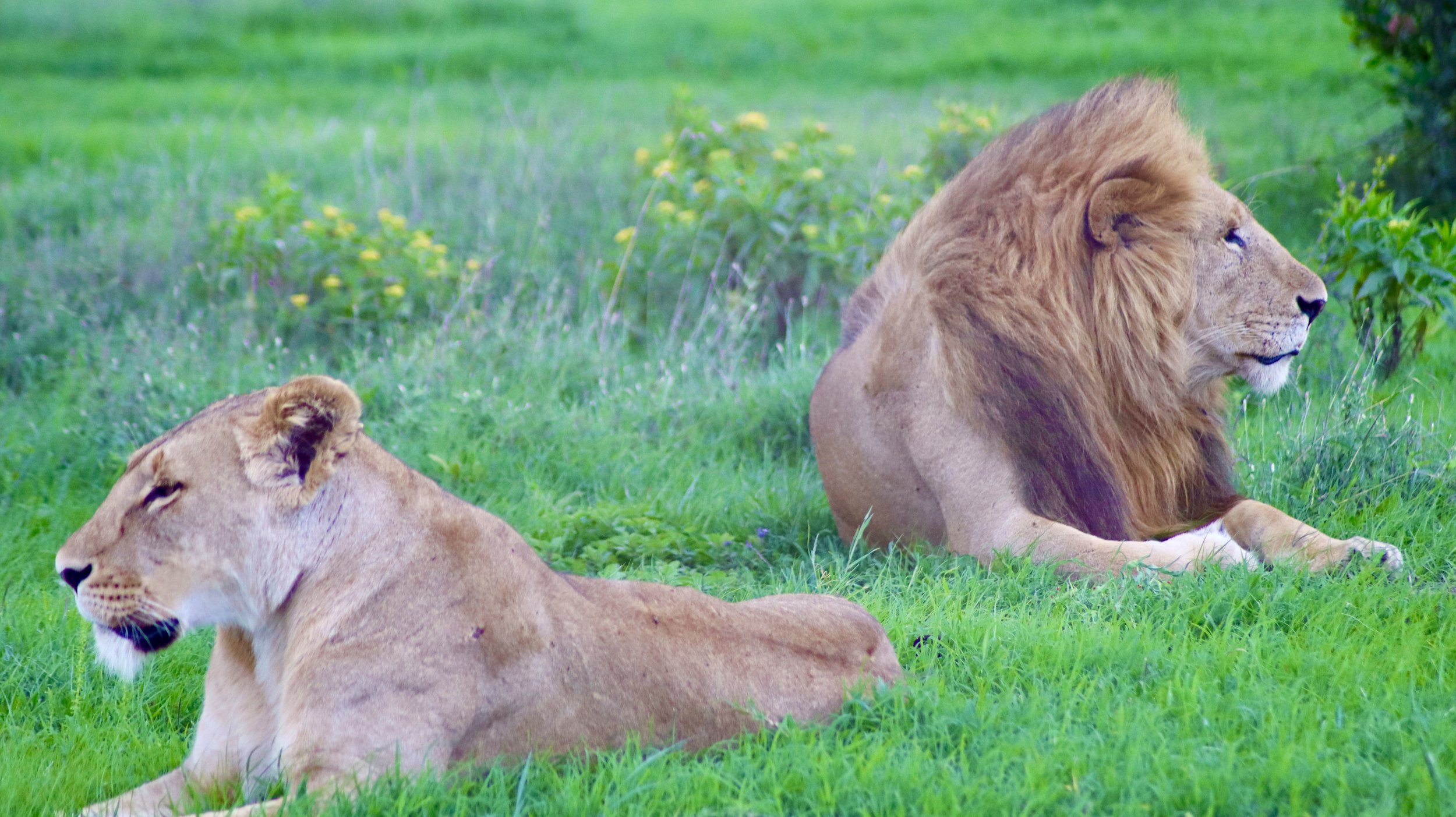 Lions split into smaller groups around three to four years of age for several reasons. For instance, mature males are often forced out by dominant older males to prevent inbreeding within the pride.