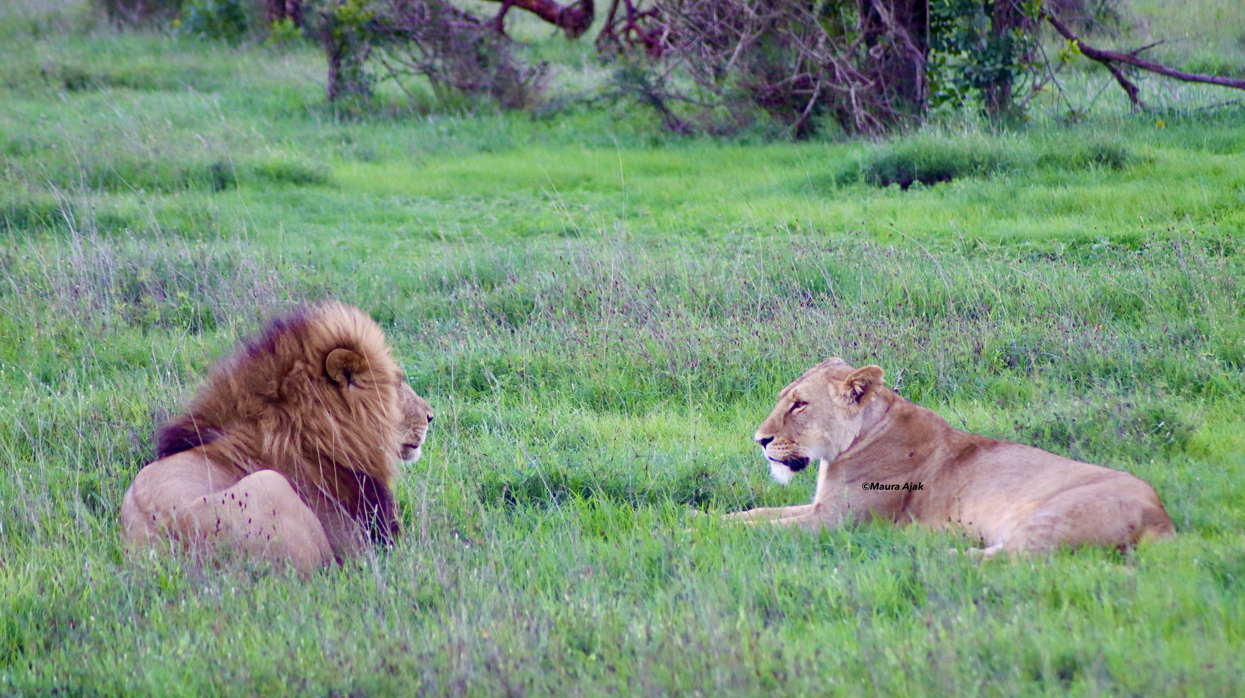 Lions split into smaller groups around three to four years of age for several reasons. For instance, mature males are often forced out by dominant older males to prevent inbreeding within the pride.