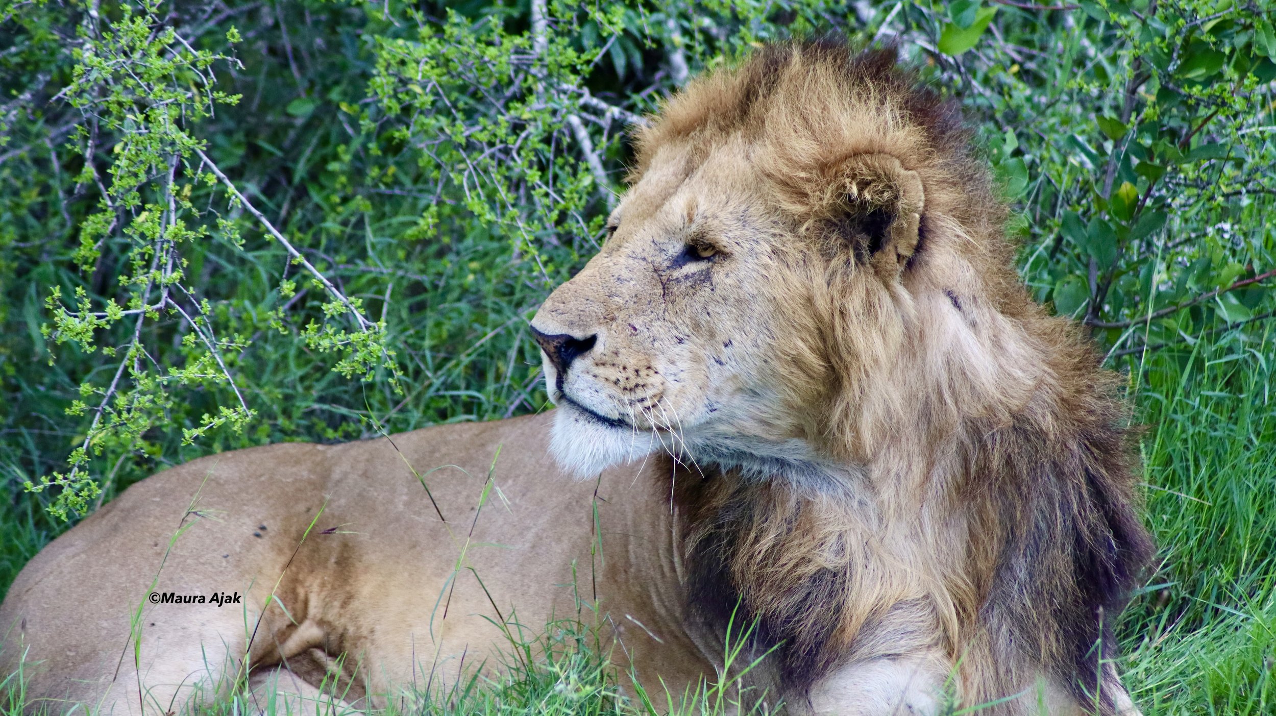 Home to five magnificent lion prides—Bima, Sela, Utalii, Ajali, and Wanjiku—and over 80 lions in total, Ol Pejeta boasts one of the highest predator densities in Africa. Experience unforgettable wildlife encounters in the heart of their natural habit