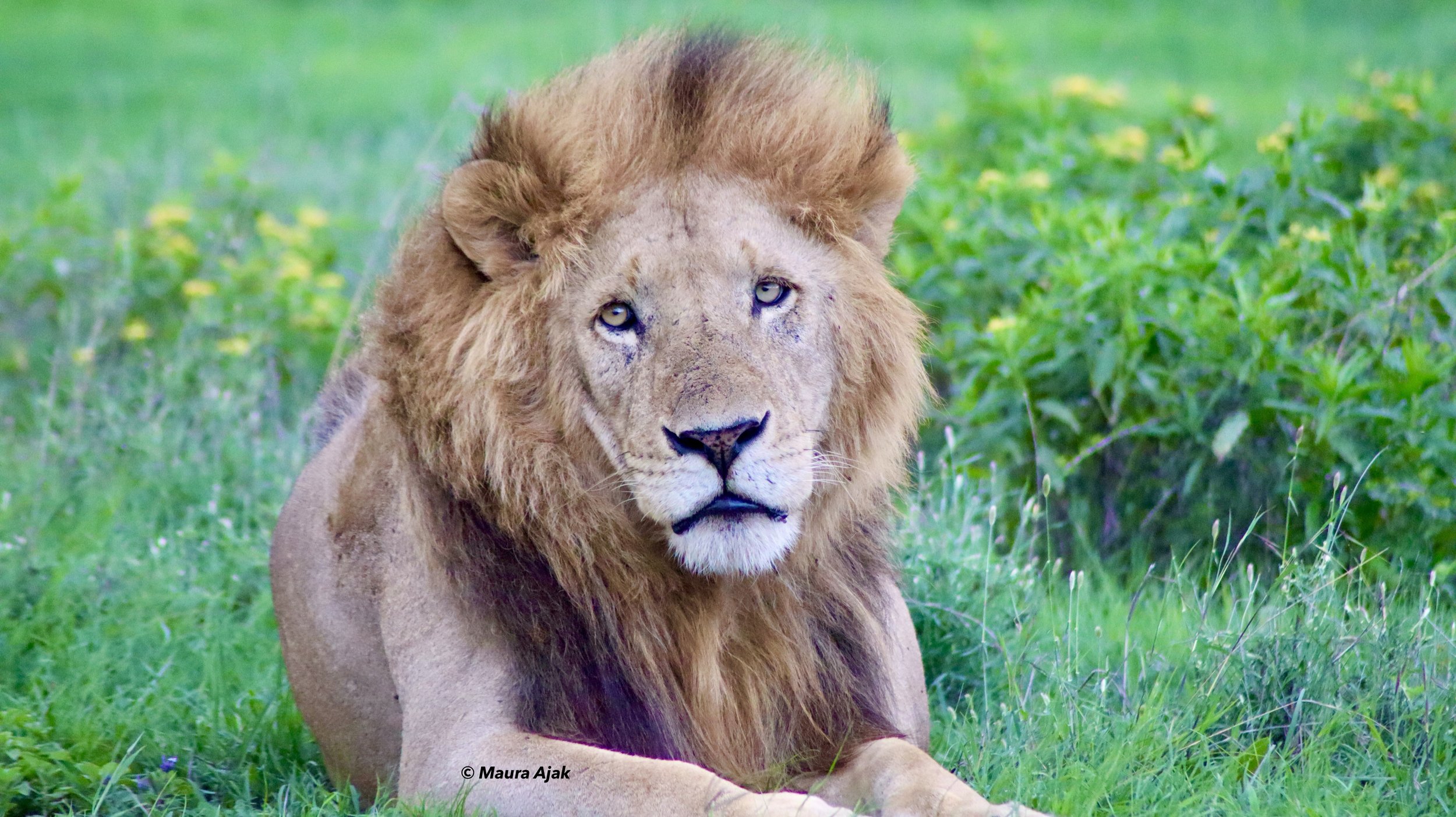 Home to five magnificent lion prides—Bima, Sela, Utalii, Ajali, and Wanjiku—and over 80 lions in total, Ol Pejeta boasts one of the highest predator densities in Africa. Experience unforgettable wildlife encounters in the heart of their natural habit