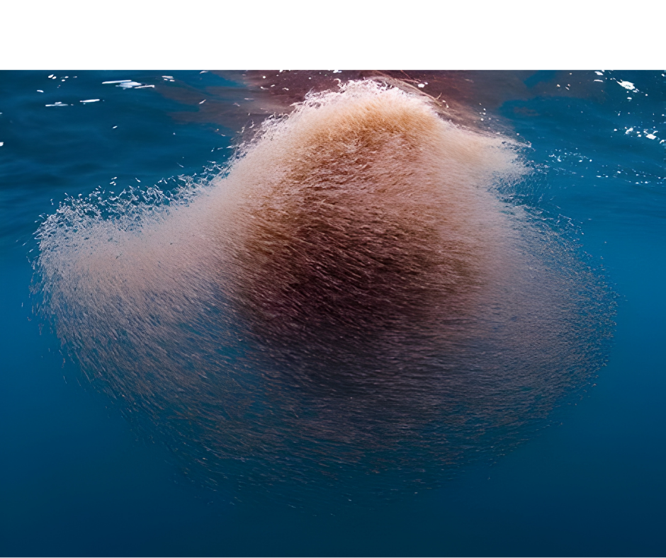 BLOG | Listening to the Antarctic: What Krill Fishing Acoustics Reveal About Predators and Biodiversity