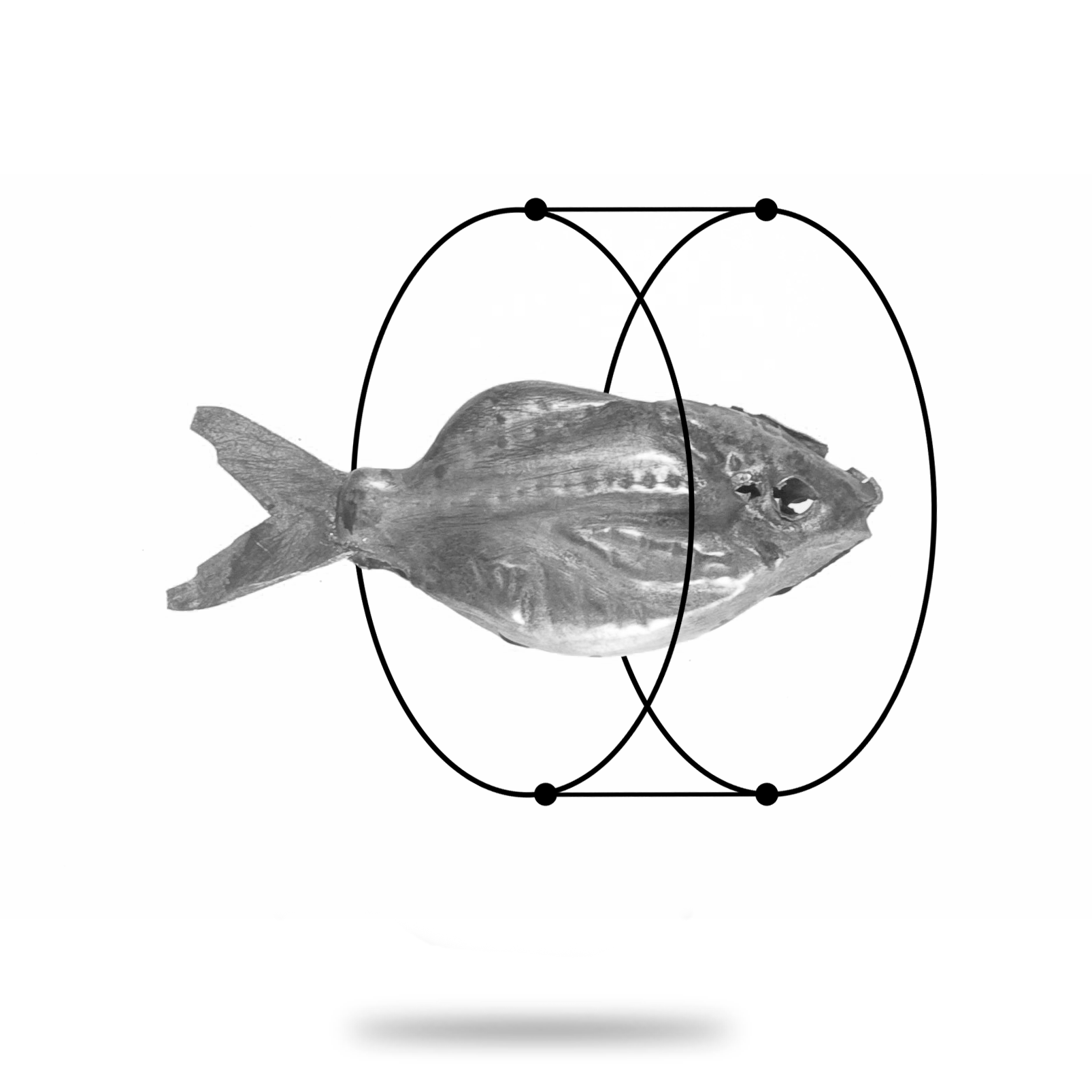 fish_icon.png