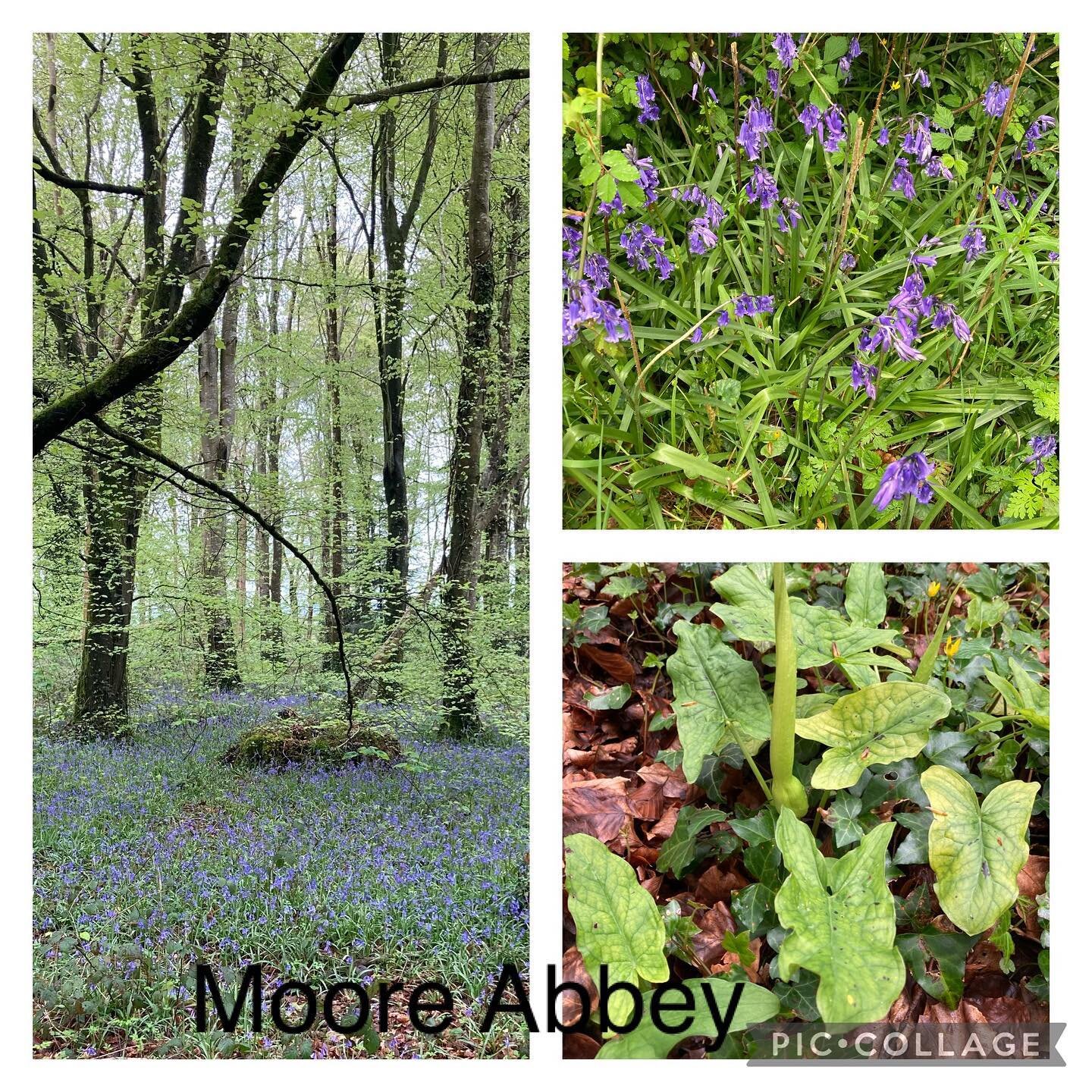 Bluebell walk in Moore Abbey, County Kildare