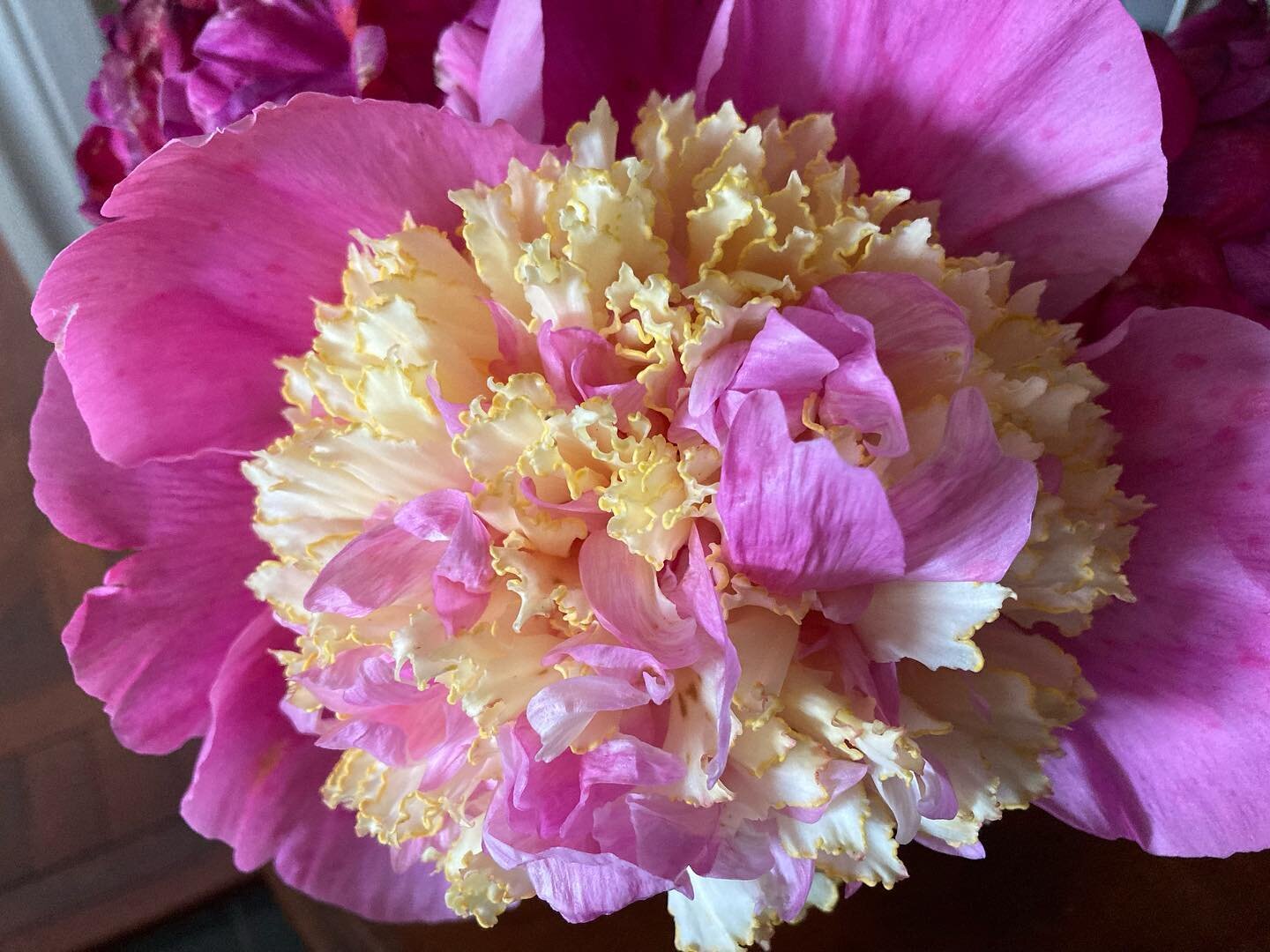 Every year I am amazed by this Peony appearing. I think it&rsquo;s nature at its best. #peonyrose