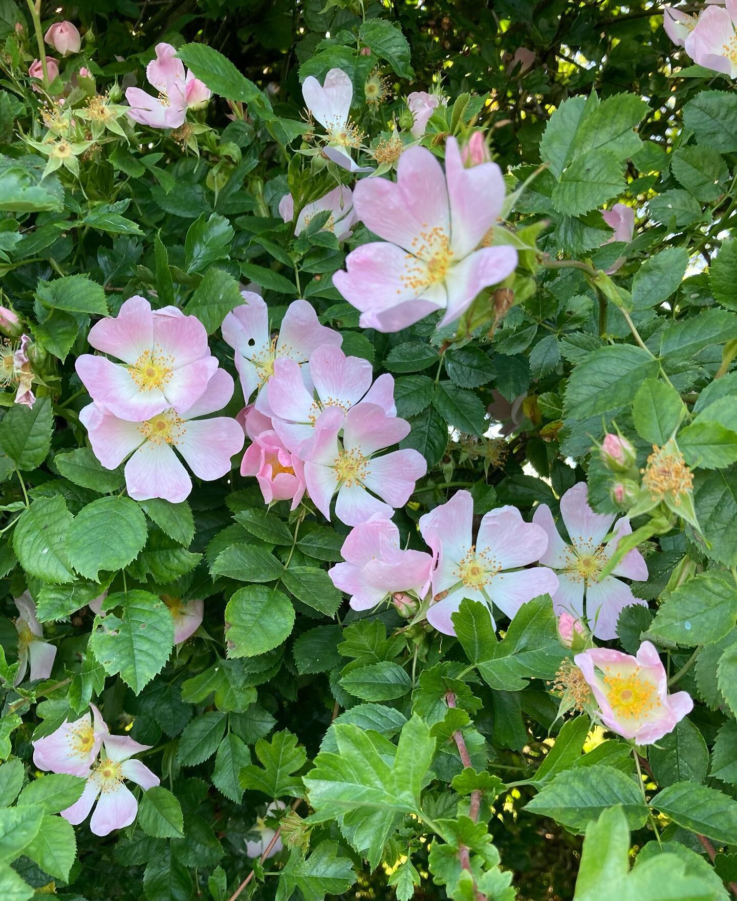 After dodging a bullet for two years Covid caught up with me, tested negative today and went for a lovely walk. Love the wild roses everywhere!