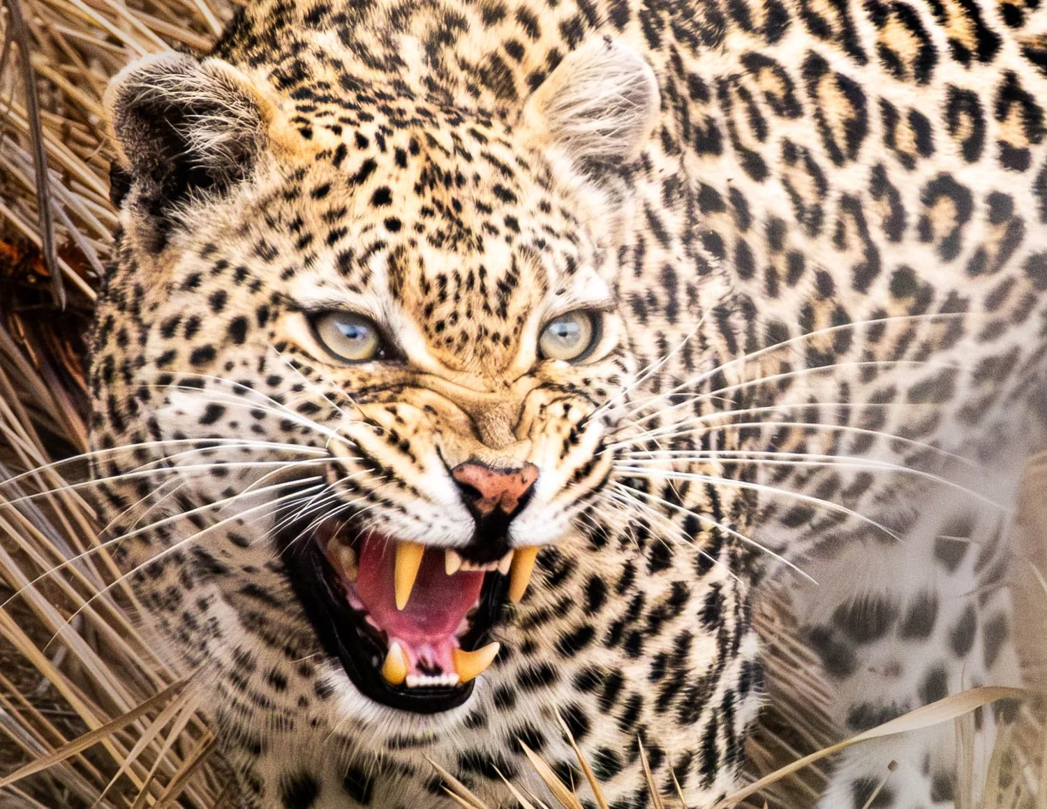 Close-up of a fierce jaguar with its mouth open, showing sharp teeth, surrounded by dry grass.
