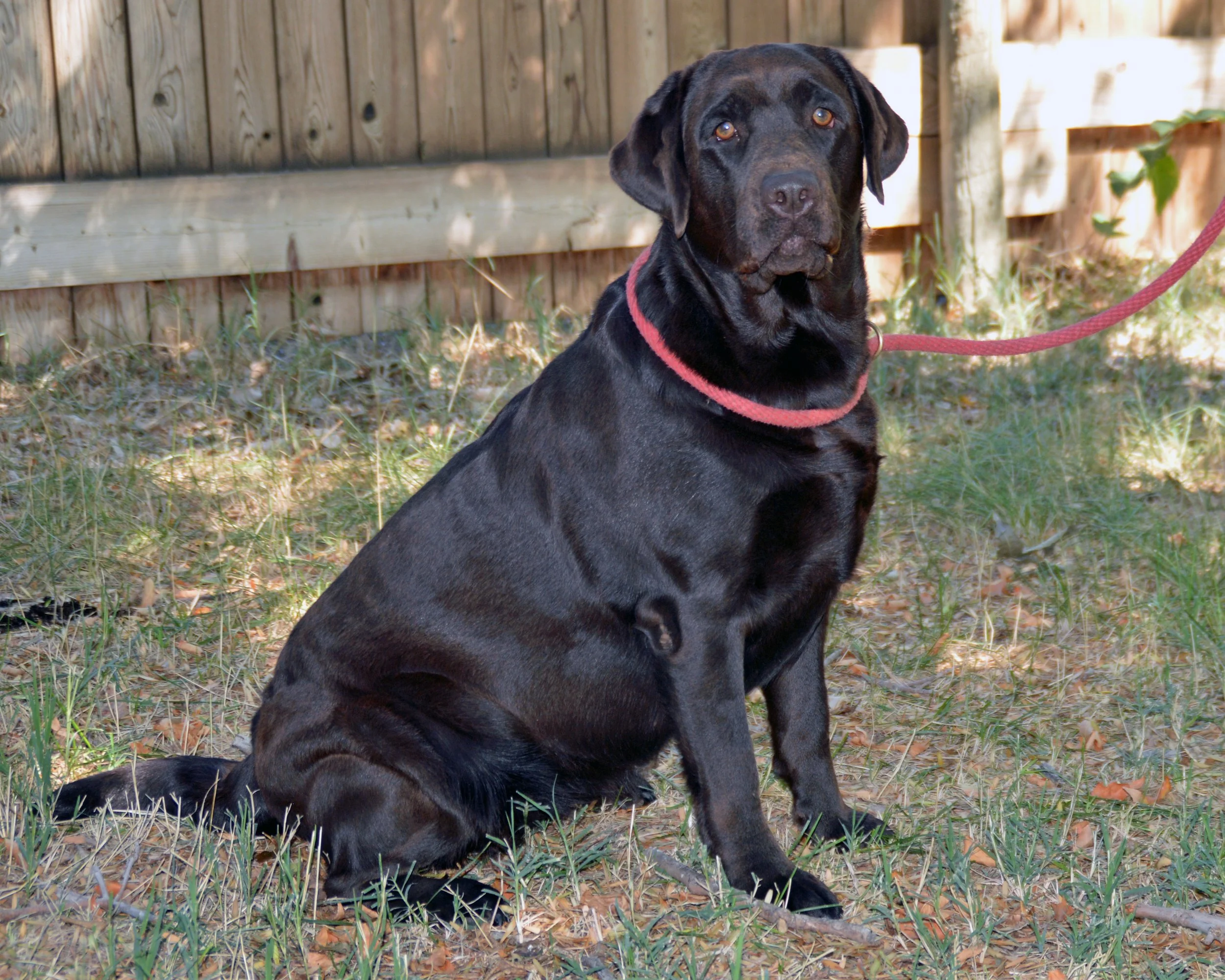 Our Dogs | LaMorris Labradors | Chocolate Labrador Breeders | Southern ...