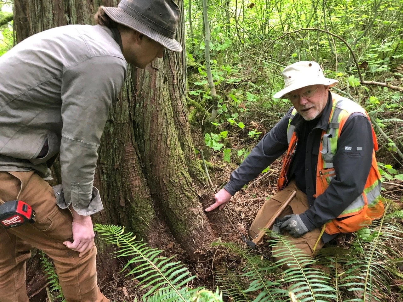 Taking Care of Your Treehouse