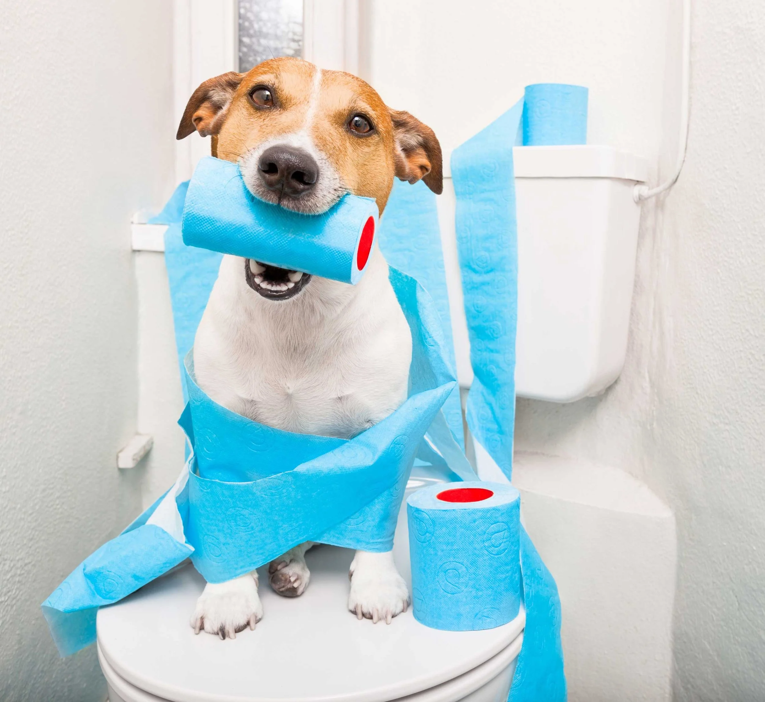 Wenn der Hund Durchfall hat