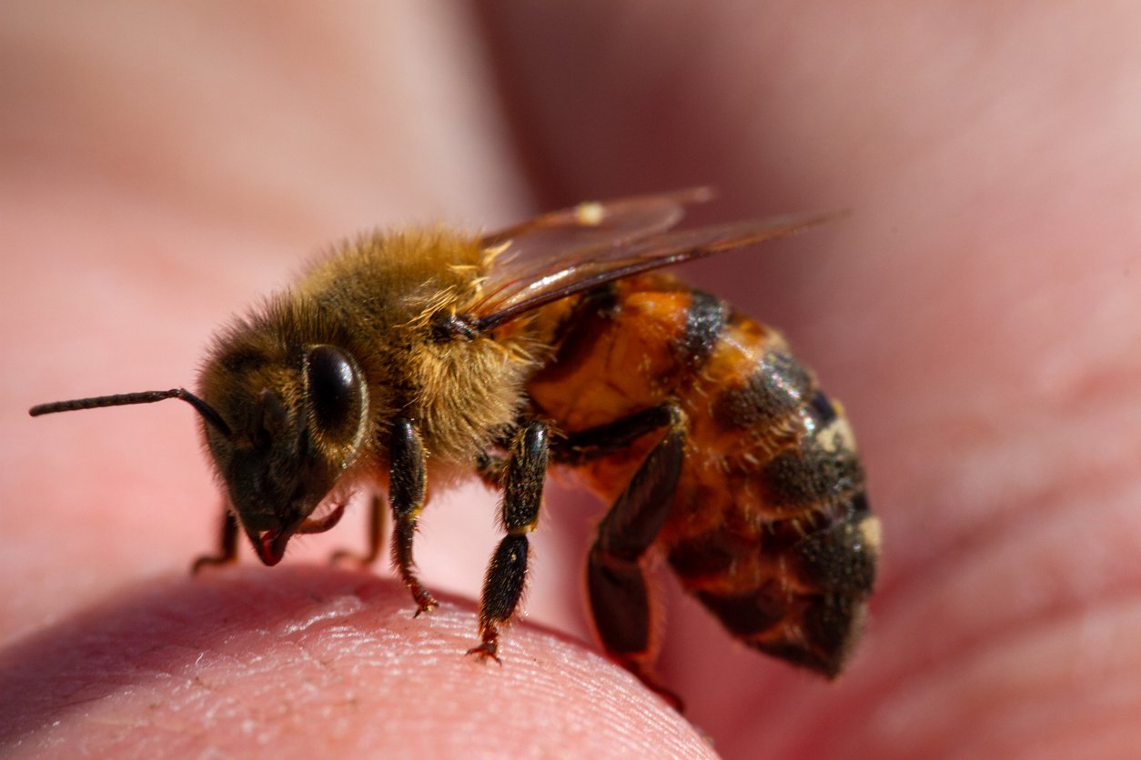 Insekten auf dem Vormarsch