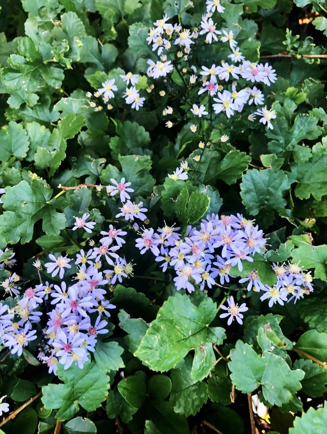 God Flowers