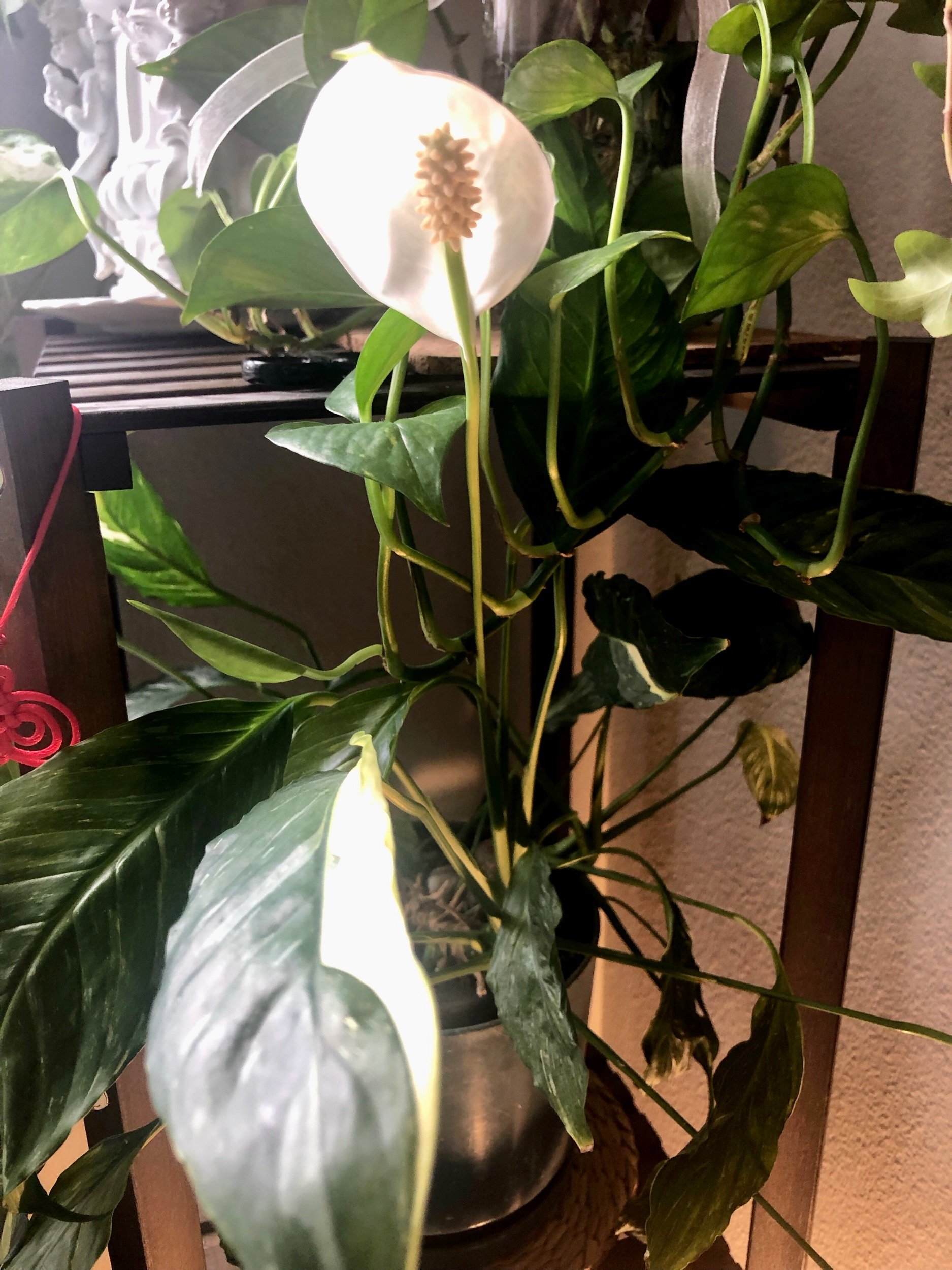 The Peace Lily
