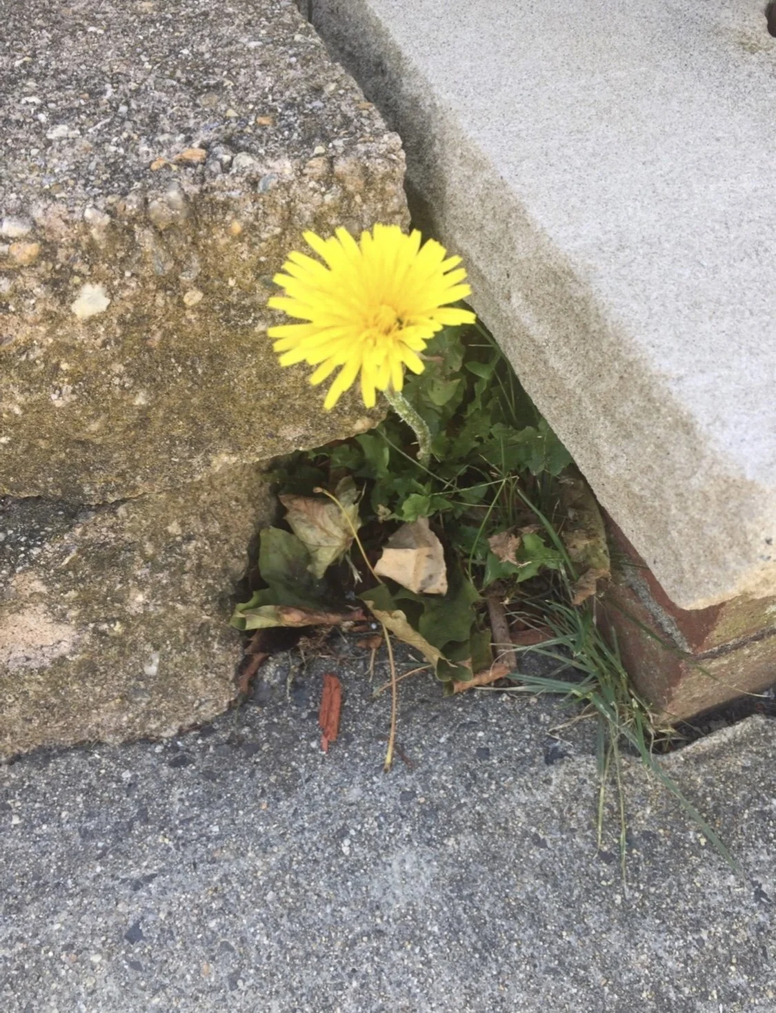 Bloom