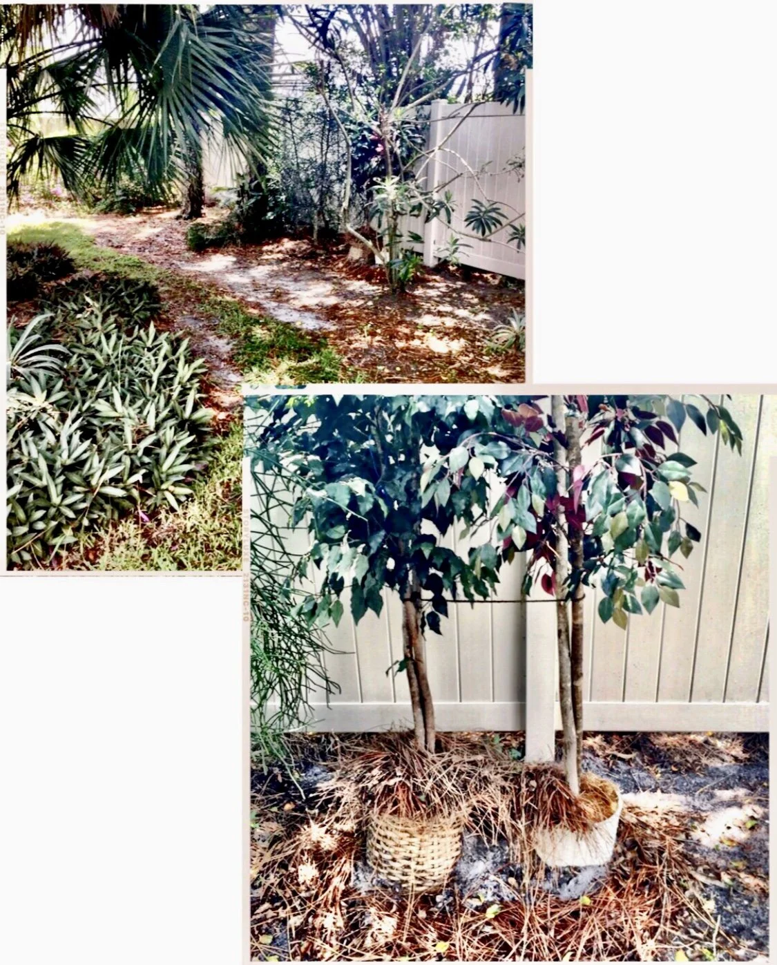 Two Potted Plants