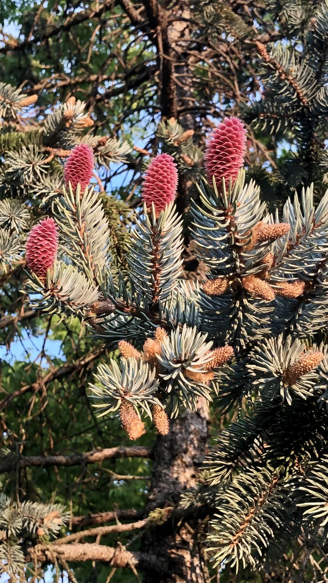 Spring Time