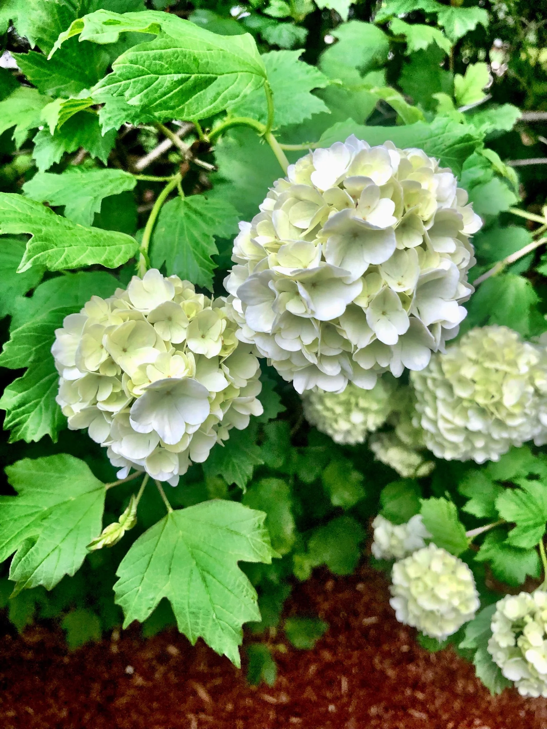In Bloom