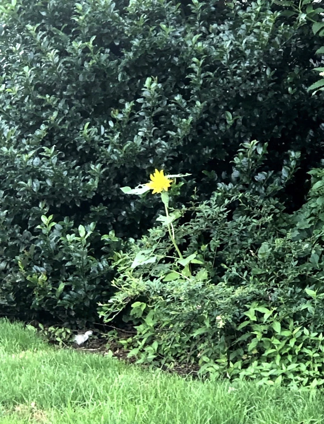 Beauty Shines