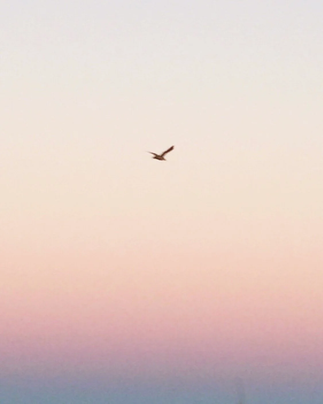 Take Flight- a poem