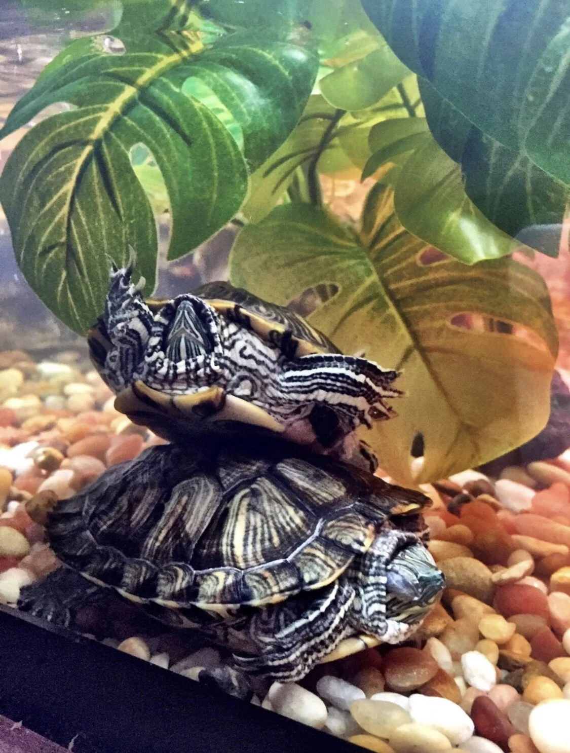 My Turtles