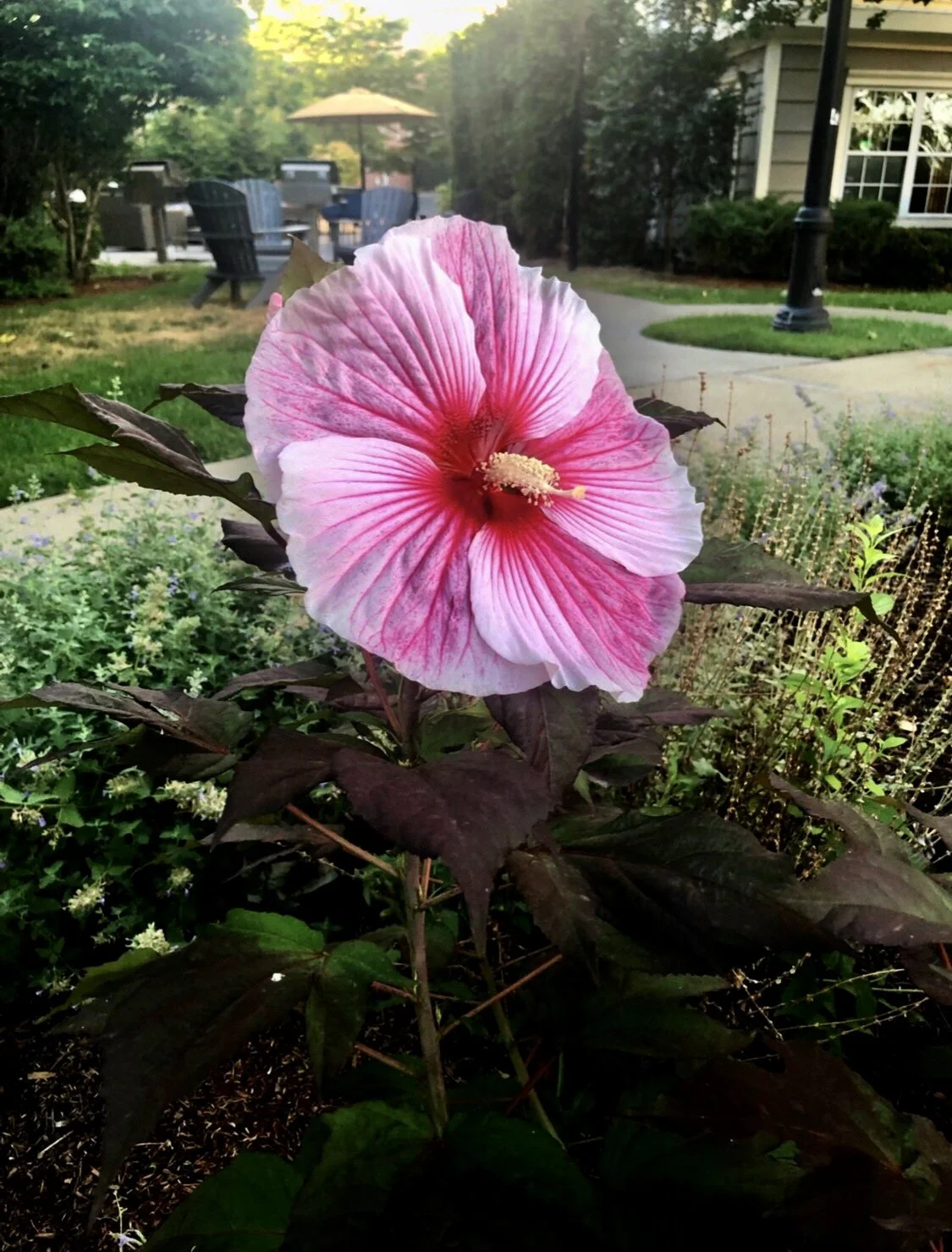 Hibiscus